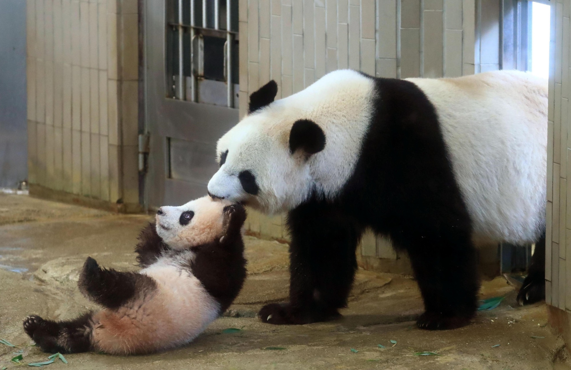 Giant panda cub makes debut as lucky ticket holders line up at Ueno ...