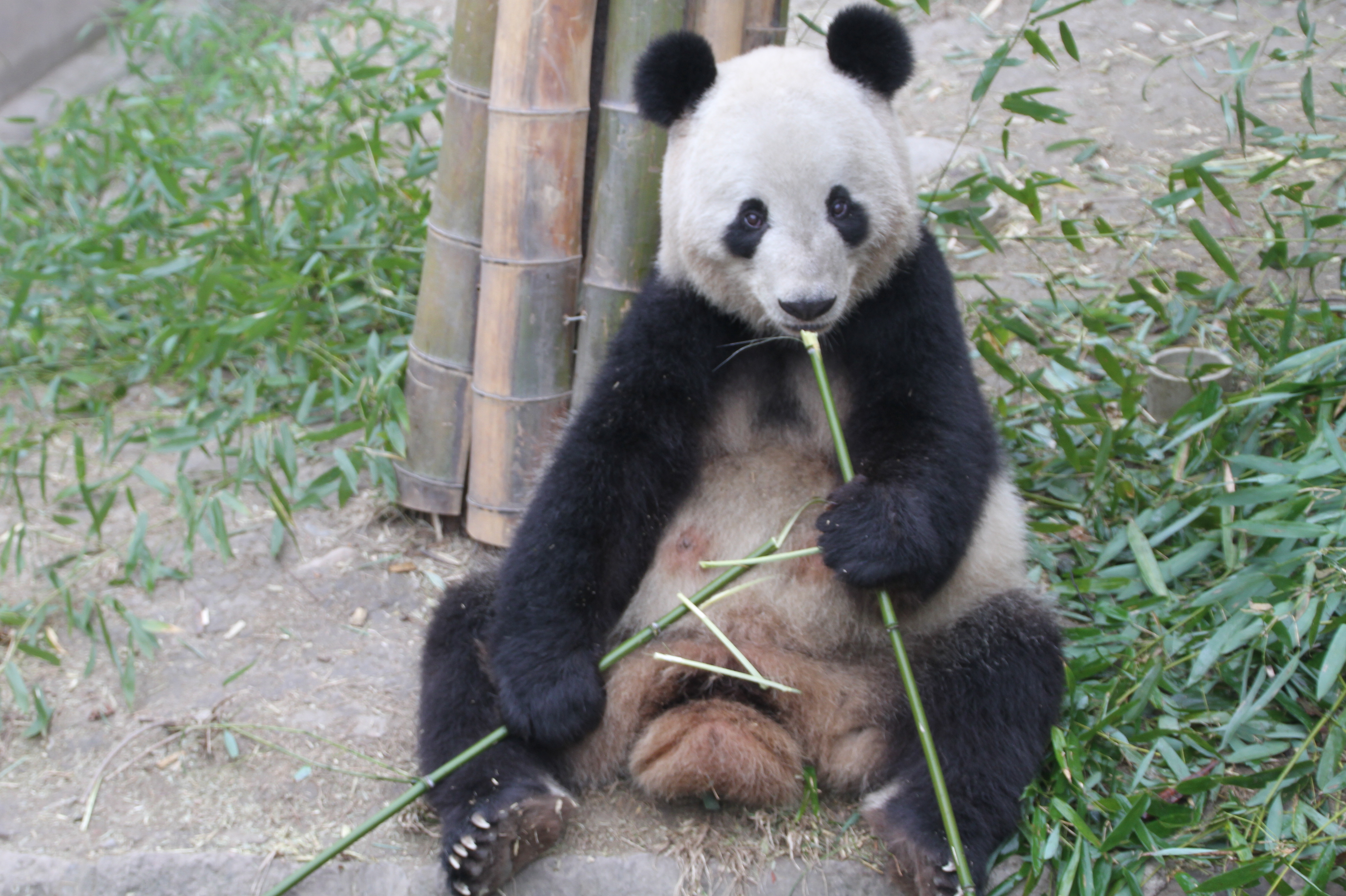 Chengdu Research Base of Giant Panda Breeding Archives ...