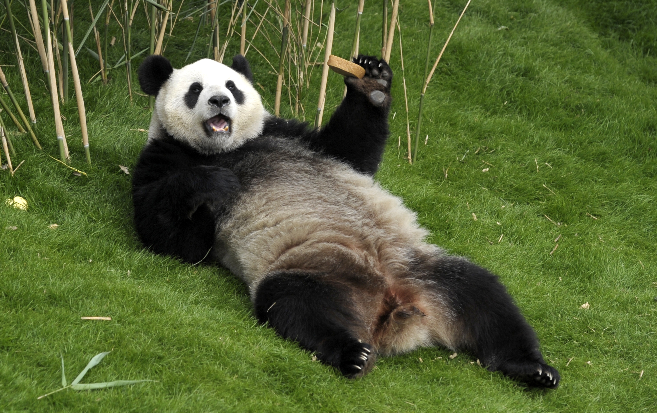 Panda Facts: 20 Interesting Facts About Giant Pandas | KickassFacts.com