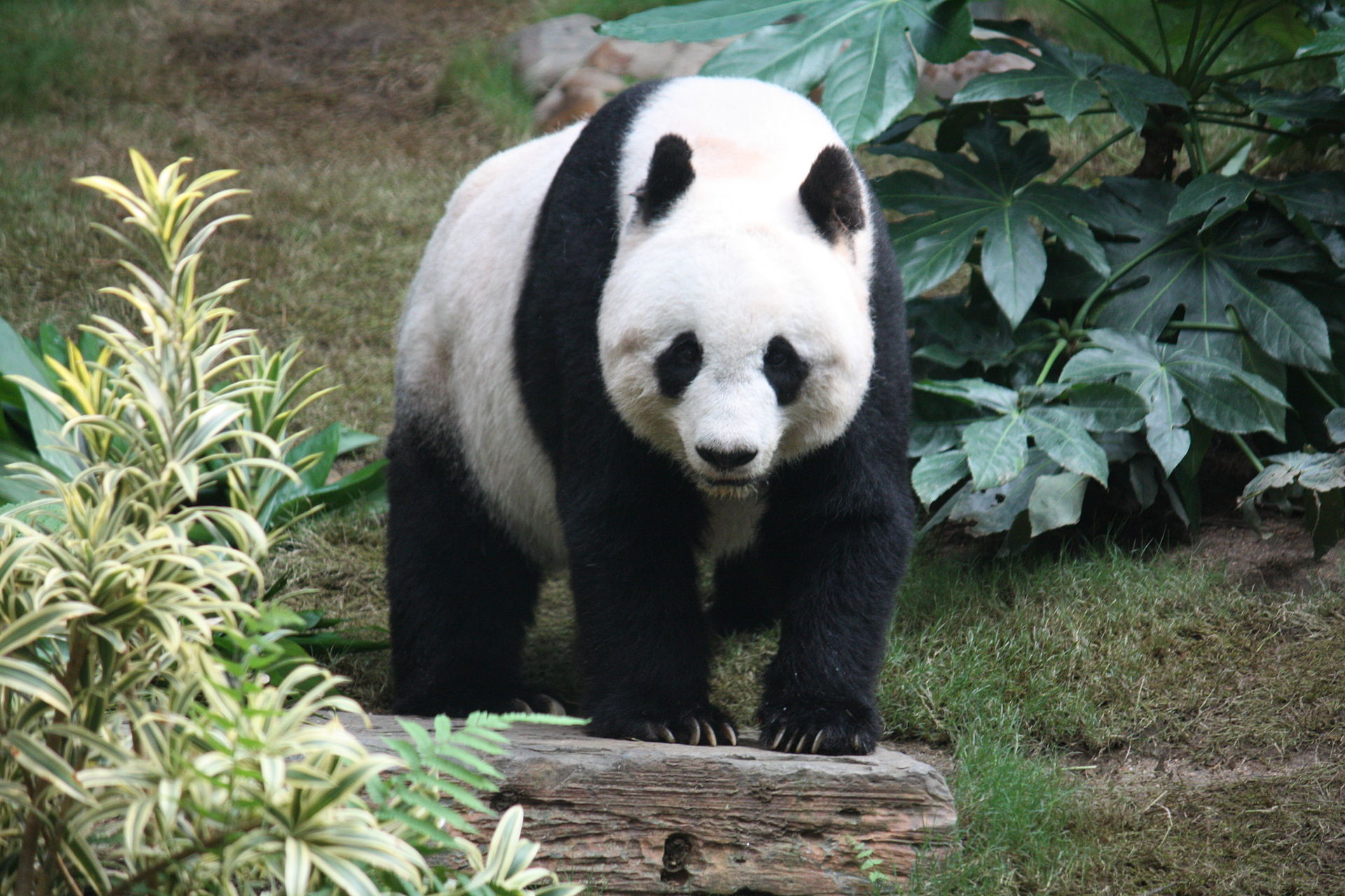 4 Places to Visit Giant Pandas in China | The Airmule Travel Blog