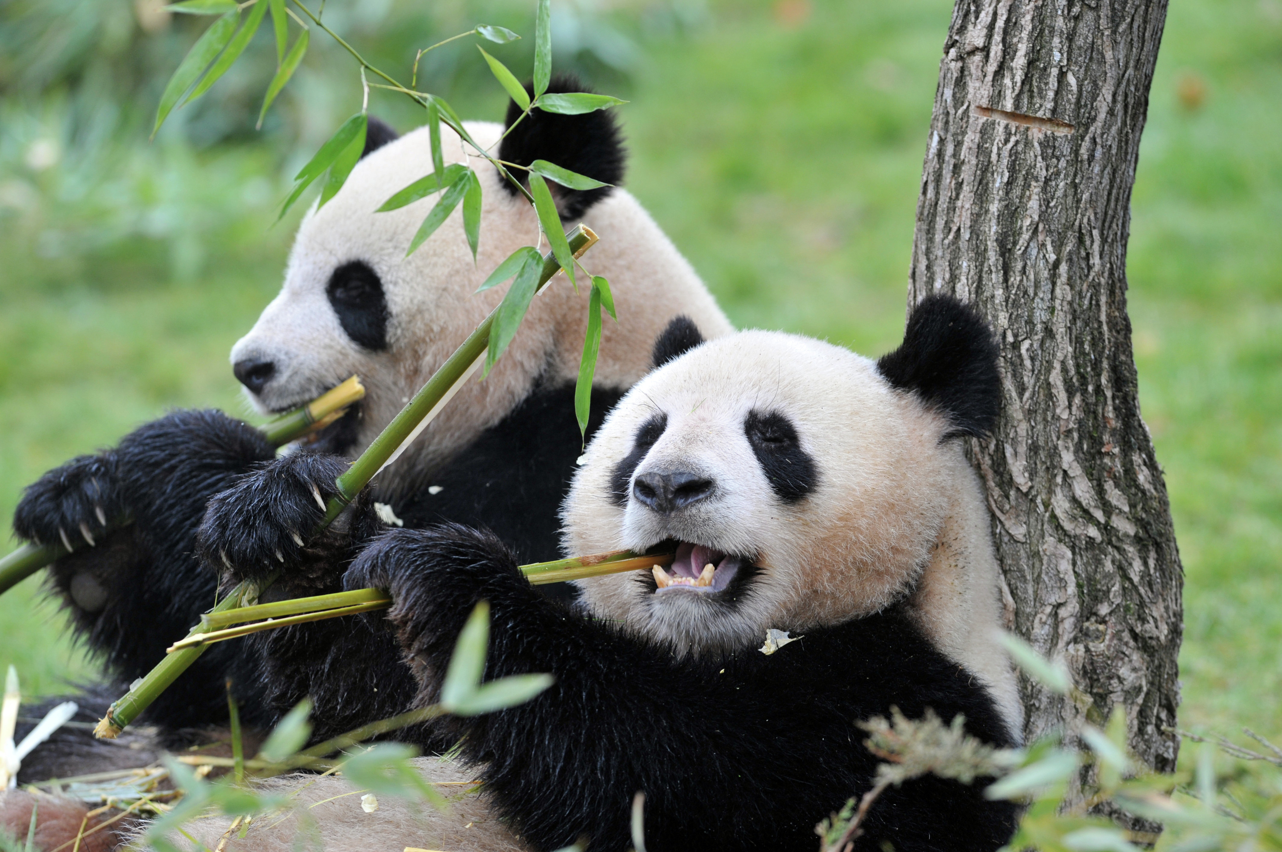 China Plans Giant Reserve for Endangered Pandas | Financial Tribune