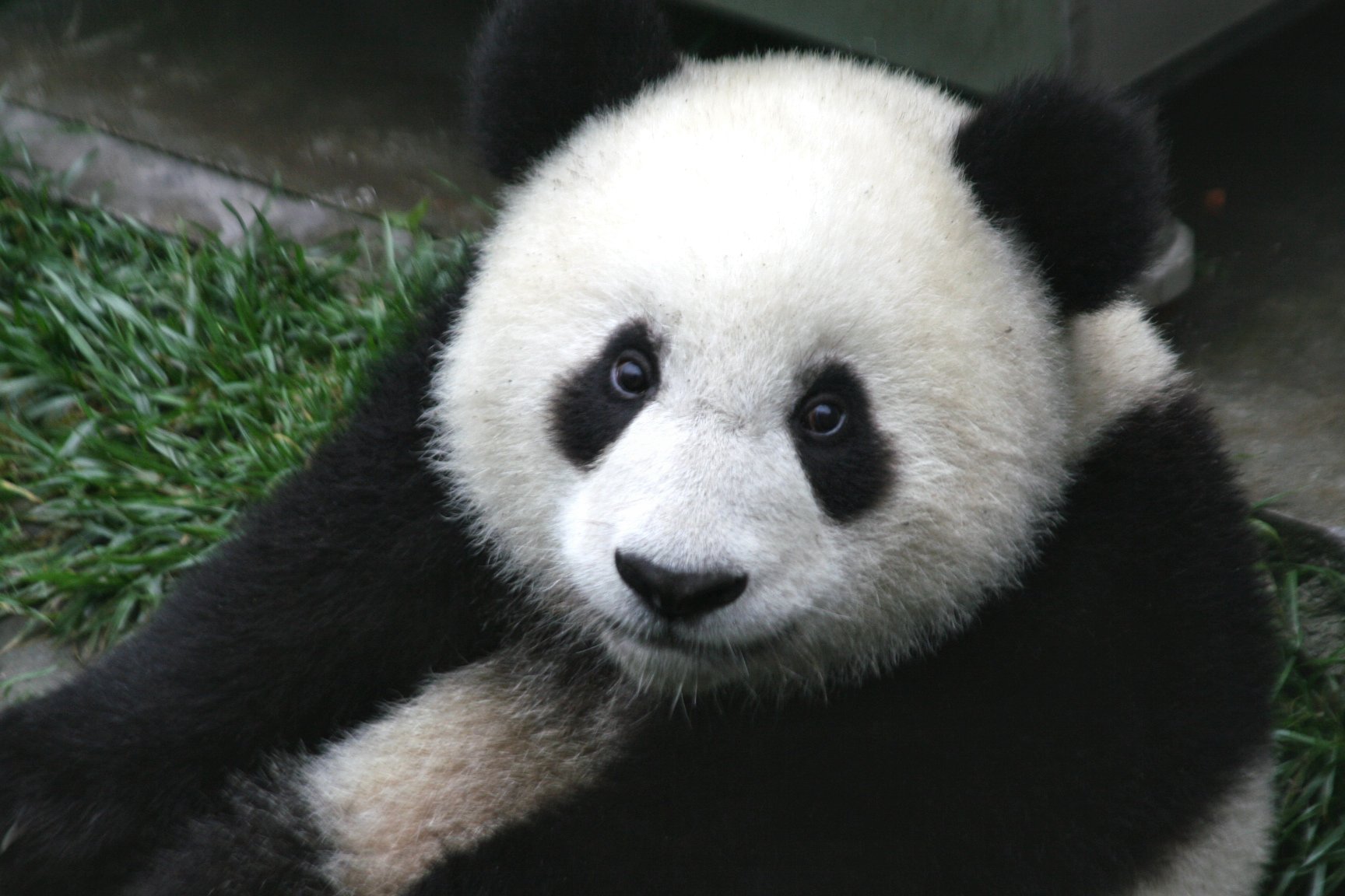 IUCN: Giant Pandas Are No Longer Considered Endangered