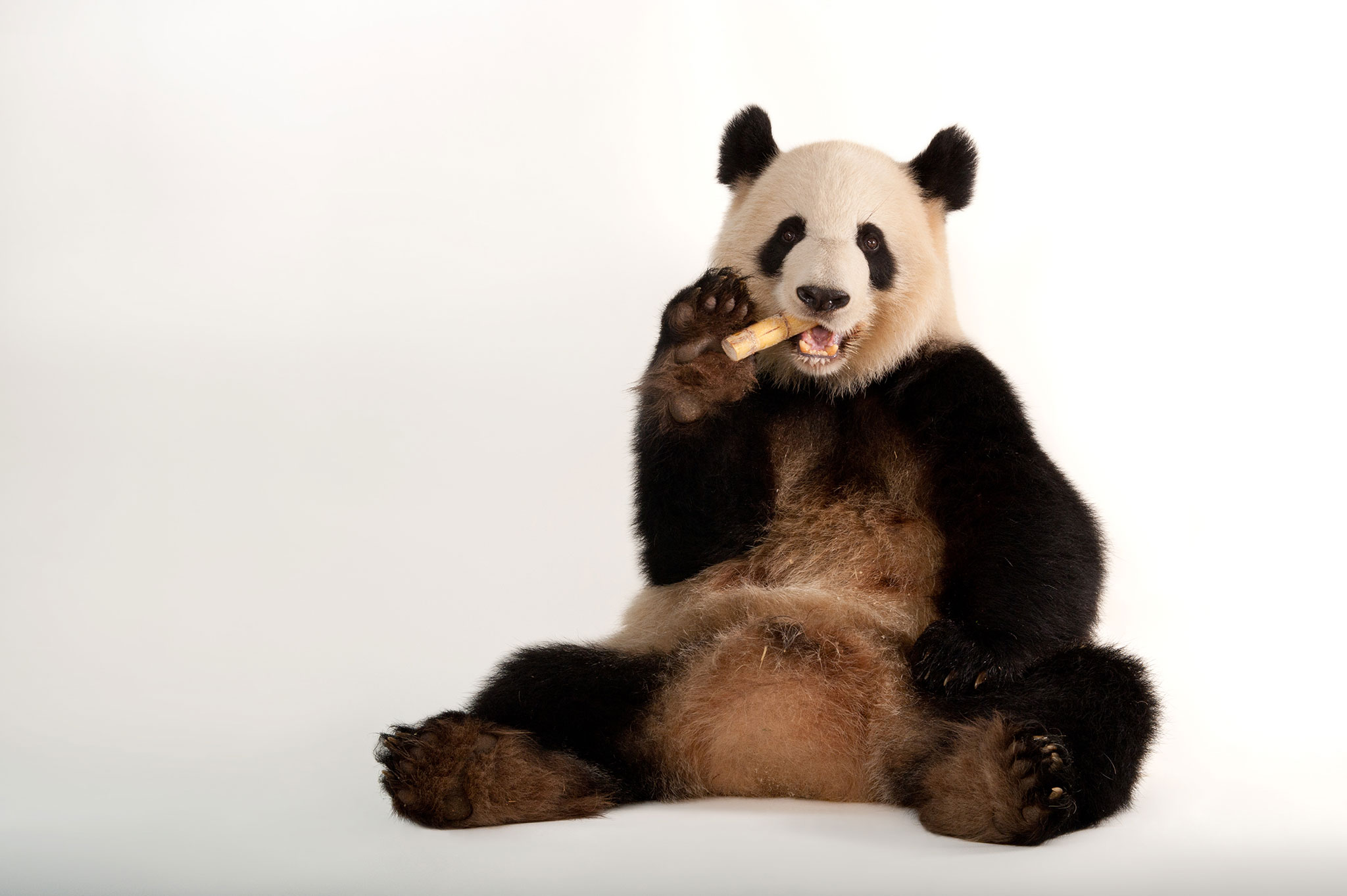 Giant Pandas, Symbol of Conservation, Are No Longer Endangered