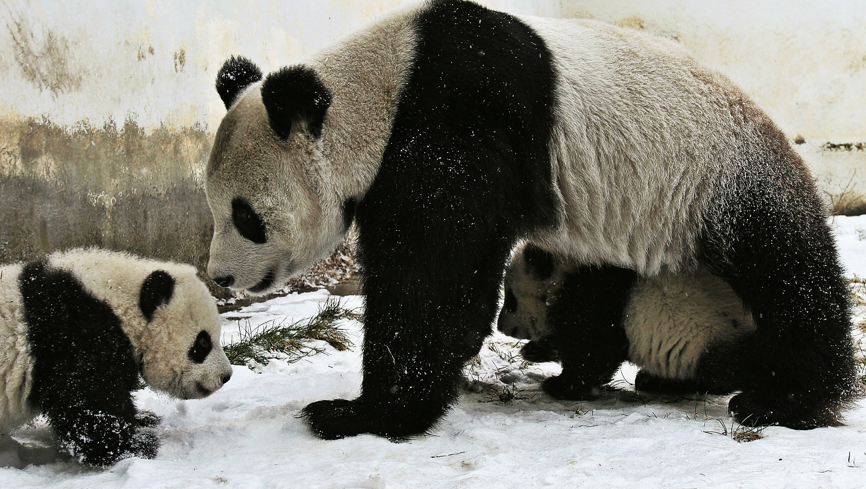 Why Are Giant Pandas Black and White? Biologists Offer a New Theory ...