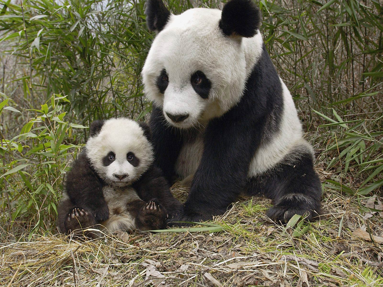 Giant Panda Wallpapers - Animals Town