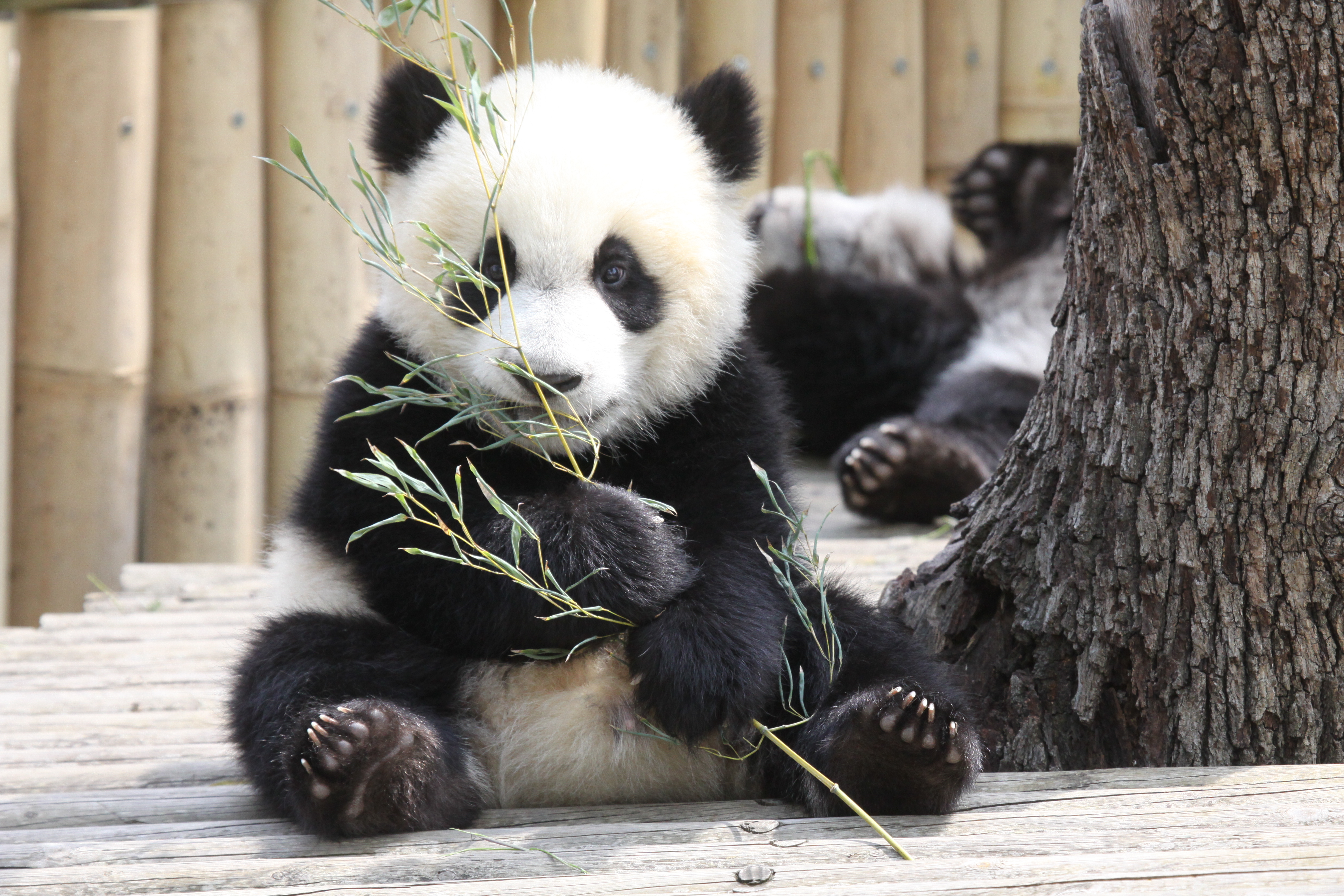Giant Panda Zoo Awards 2014