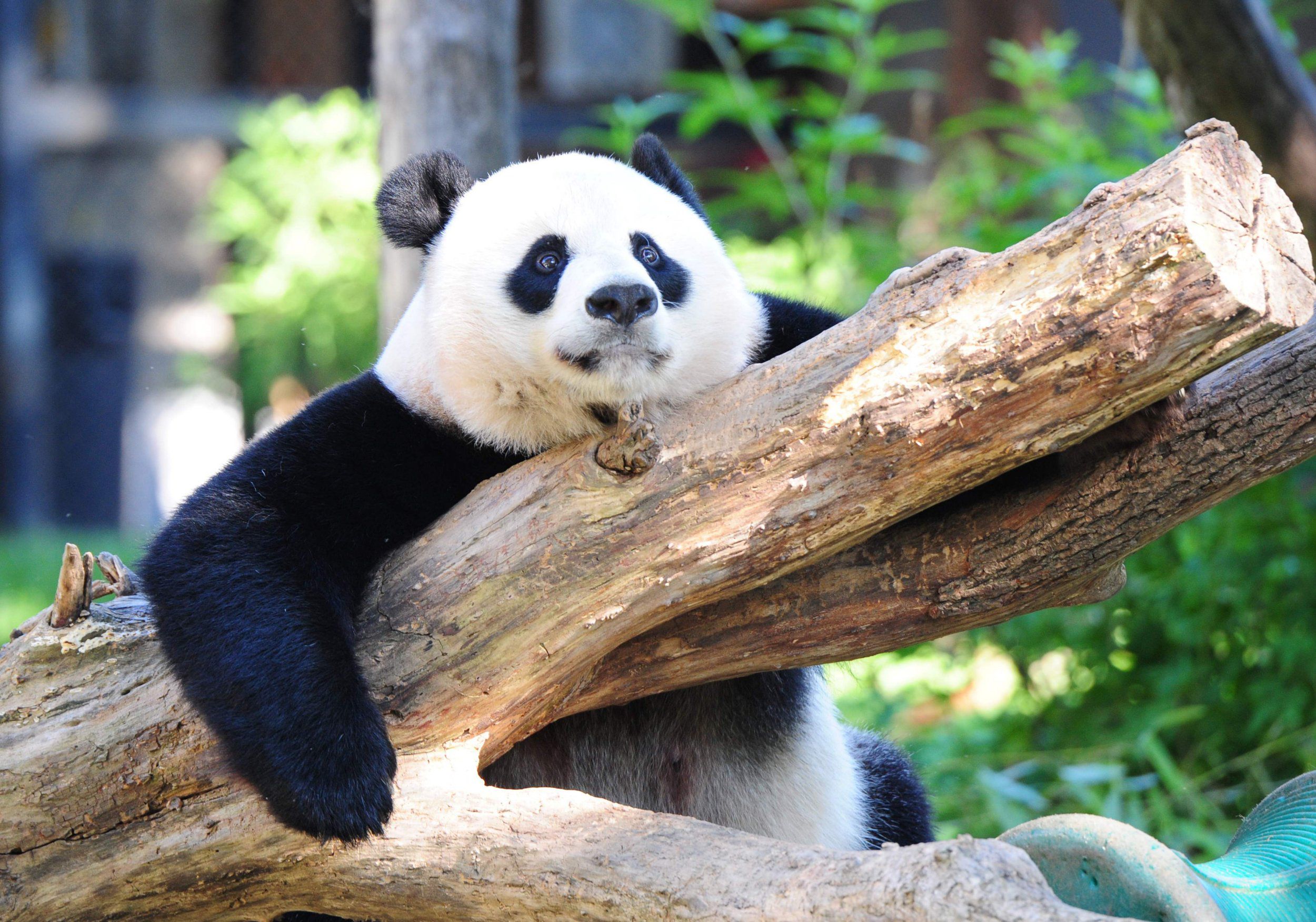 Endangered species list: Giant panda no longer under threat but ...