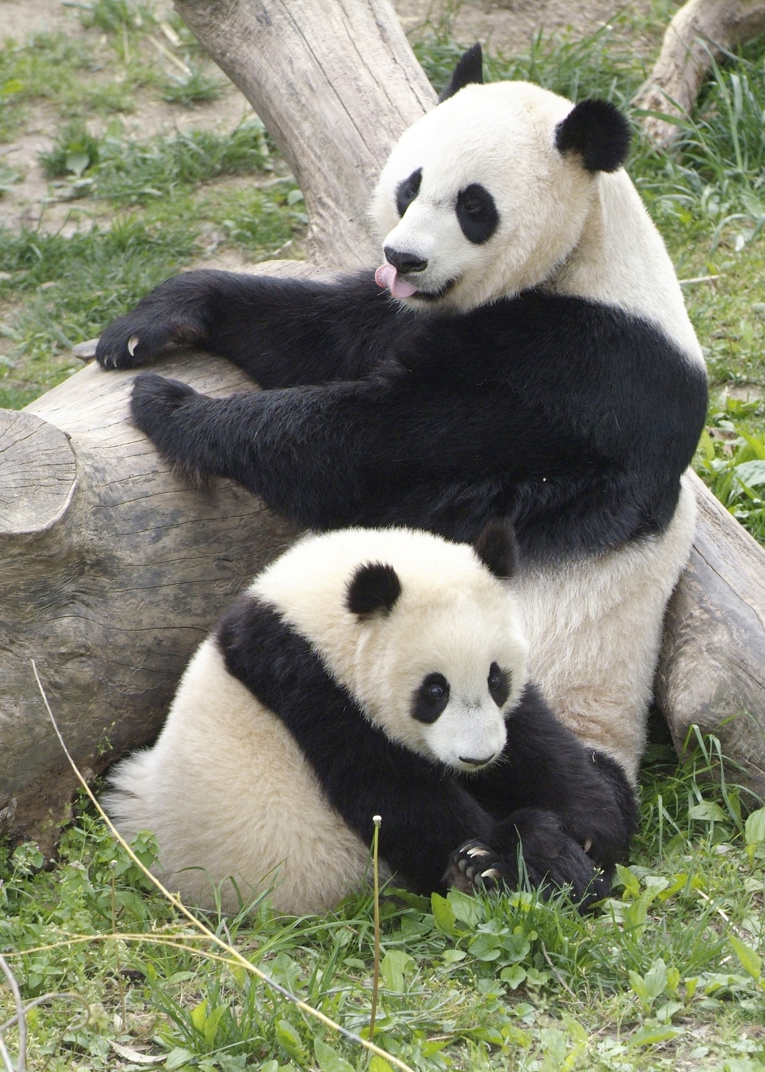 Giant Pandas | Newsdesk