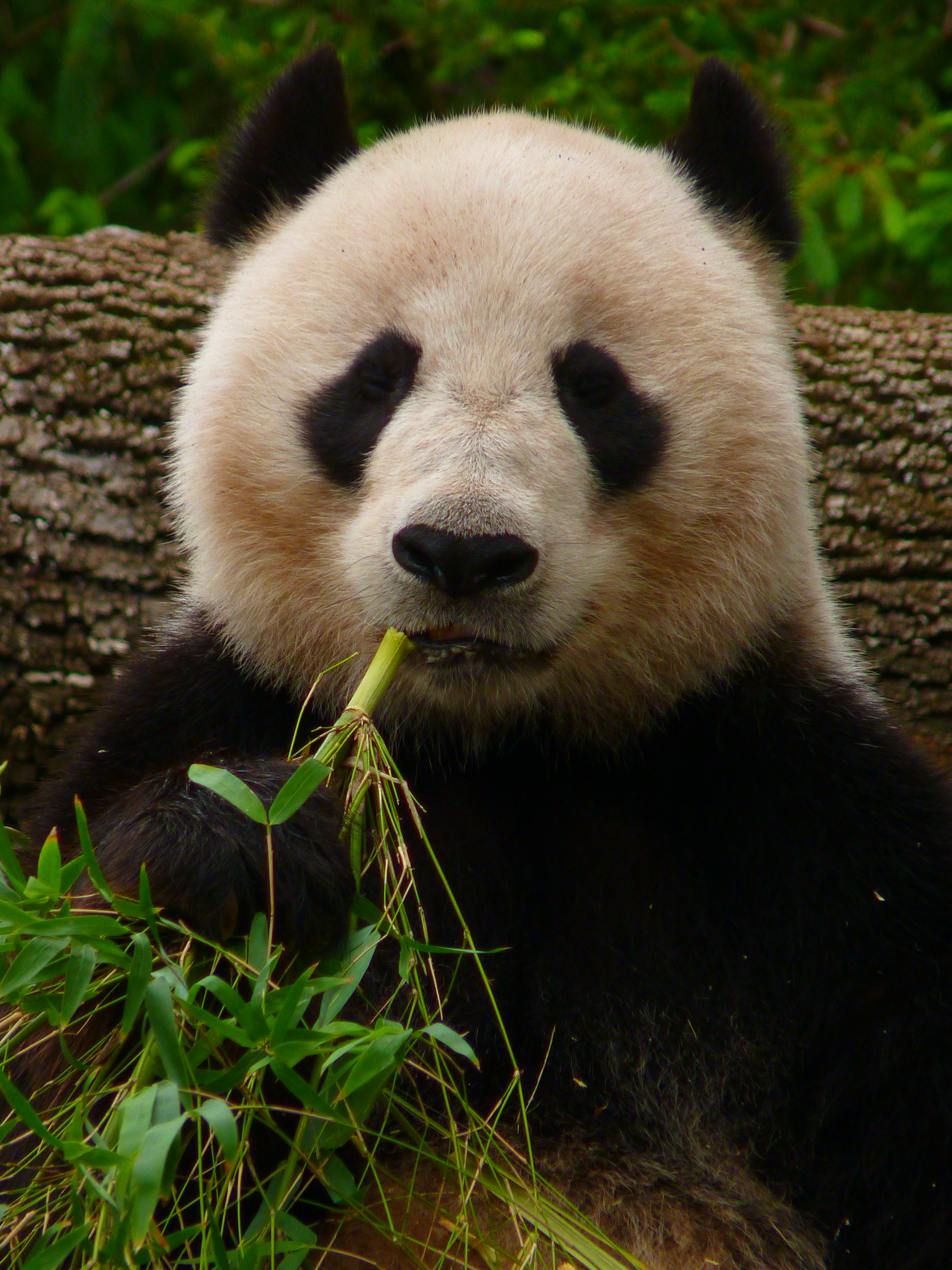 File:Giant Panda eating Bamboo.JPG - Wikimedia Commons