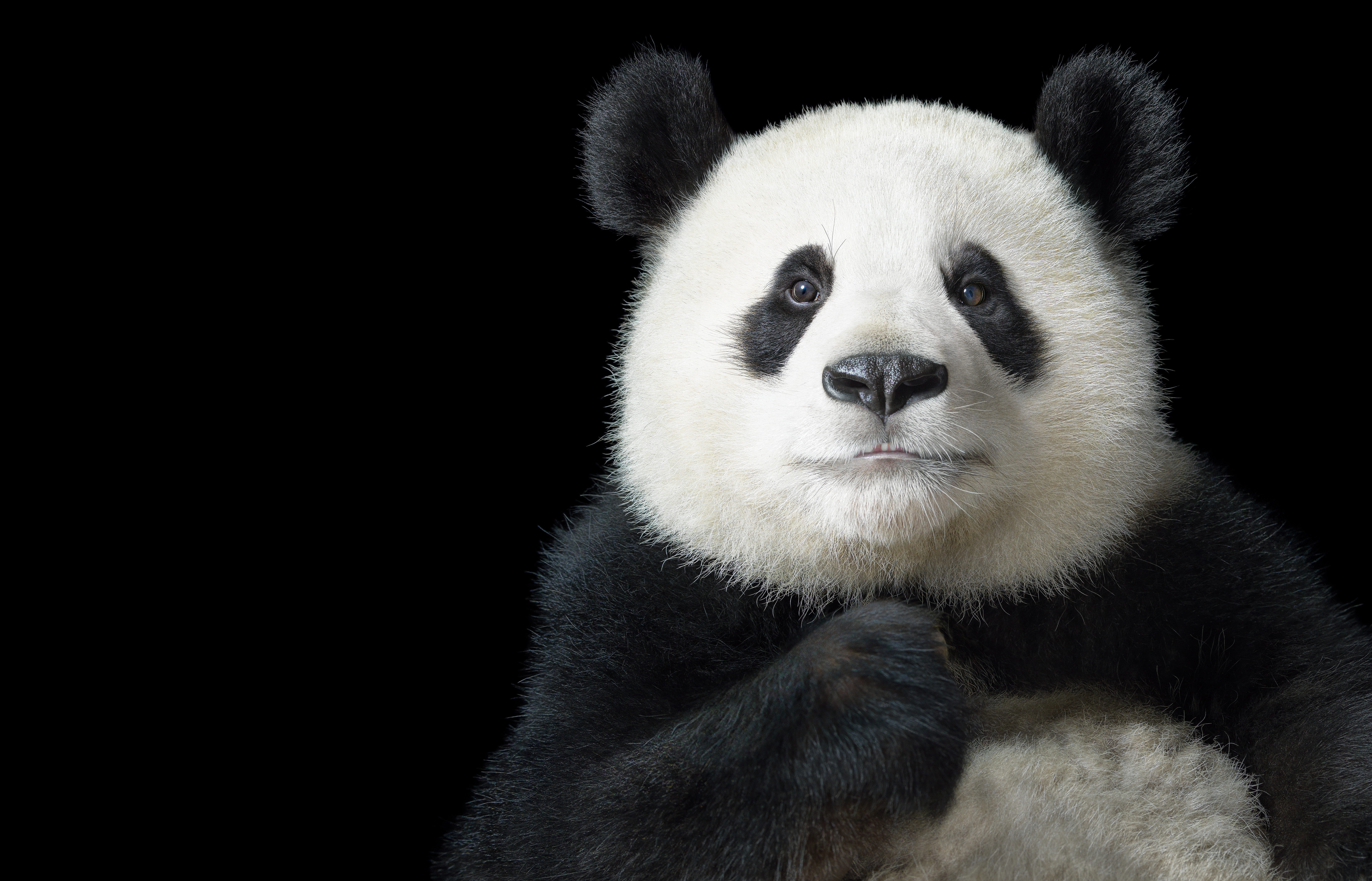 April Edition: The Giant Panda – Project: 
