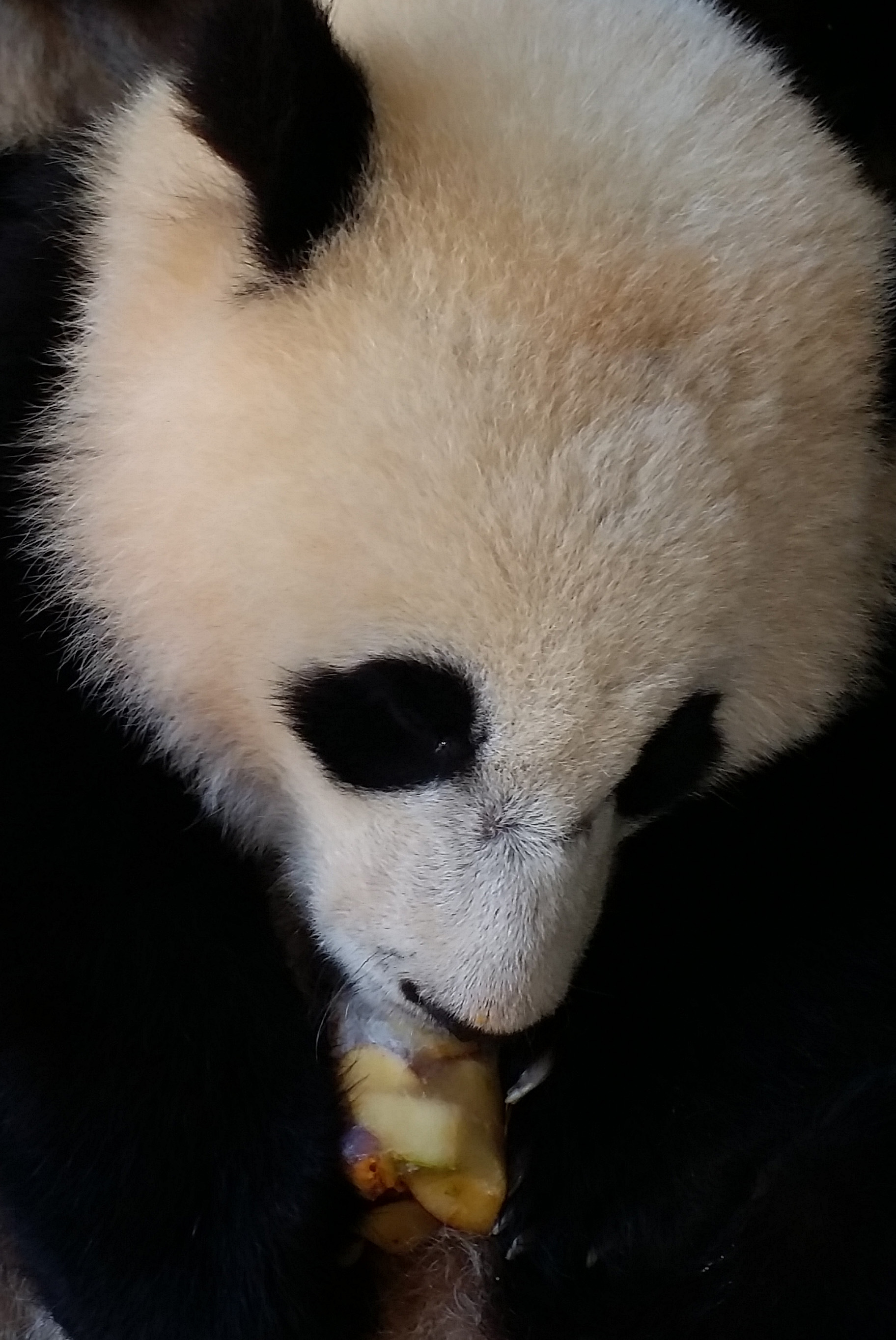 Giant panda Update Jul 14, 2014 | Smithsonian's National Zoo