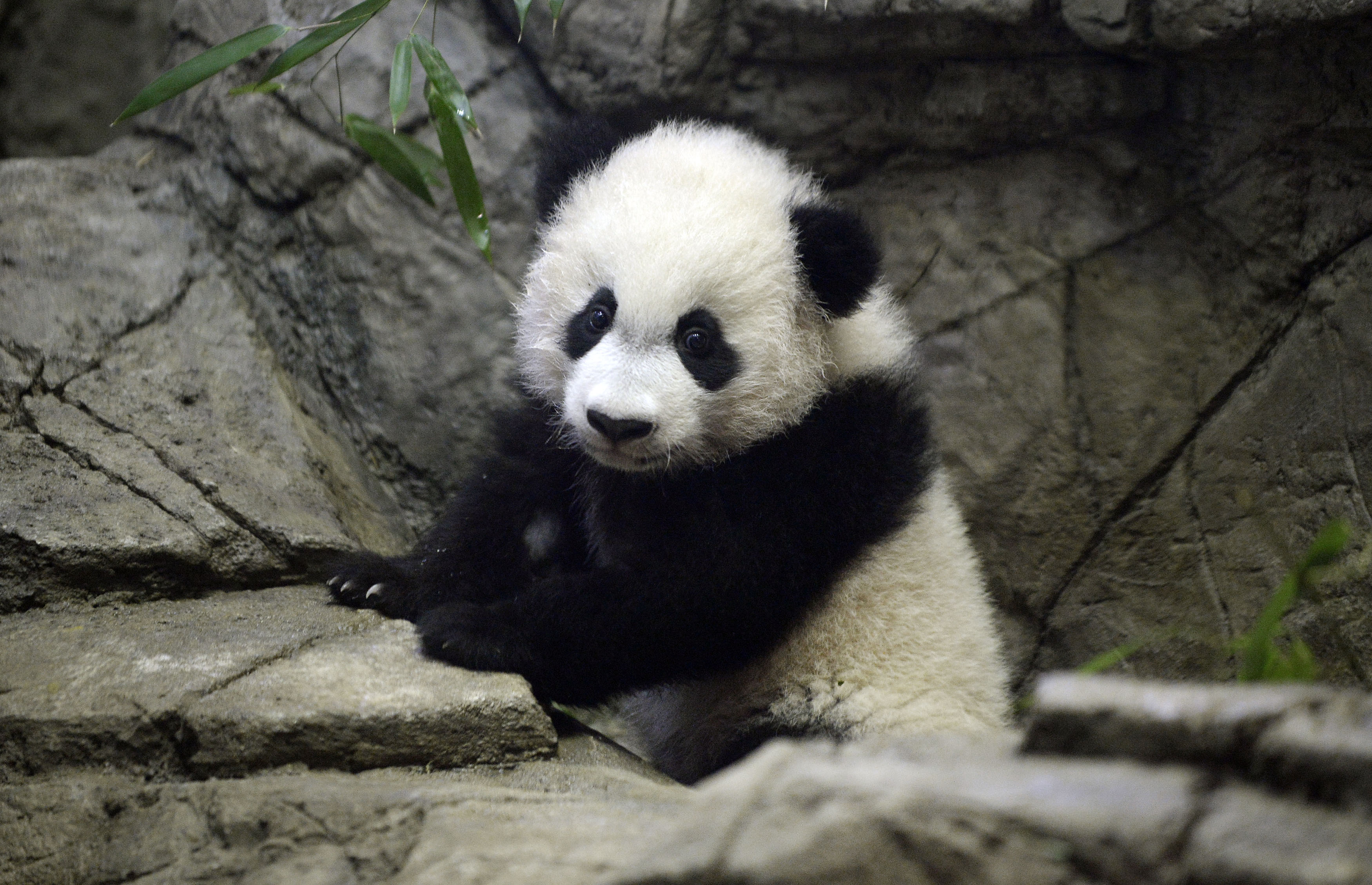 Bei Bei Panda Cub Celebrates First Birthday with Cake: Video | Time