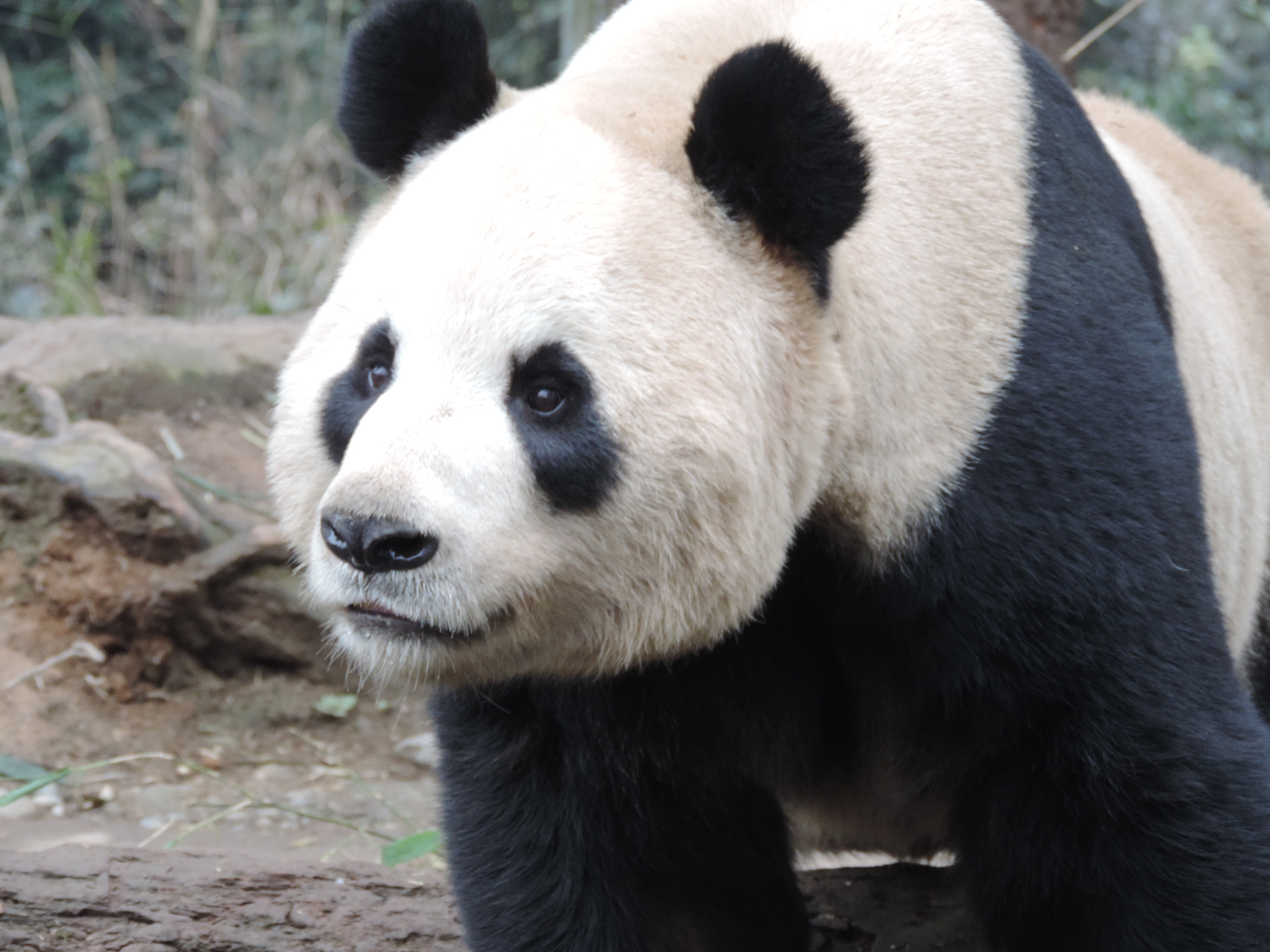 New video: FIT for the Giant Panda! | Wildtrack