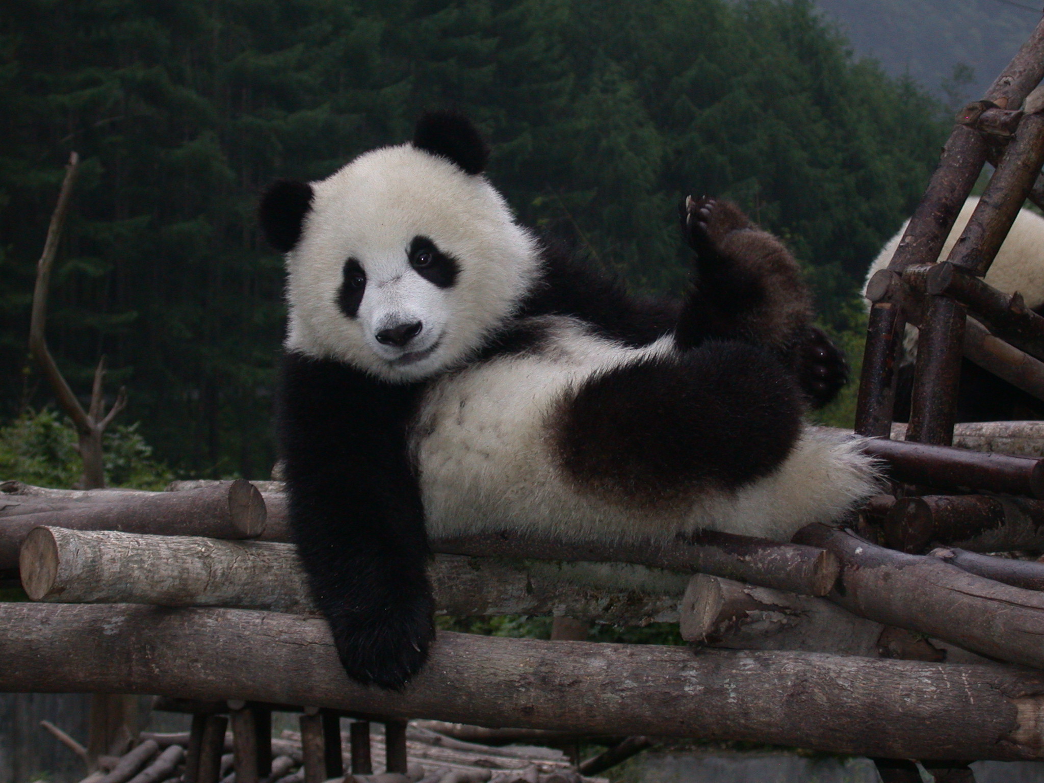 China: Giant Panda Center