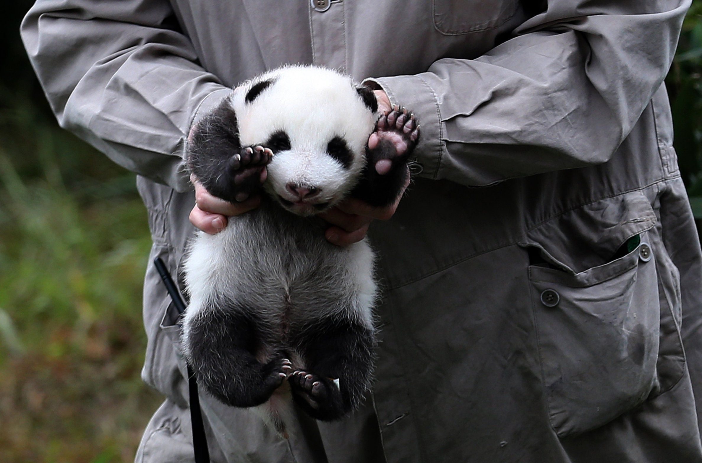 Record number of giant panda cubs melt hearts at first public ...