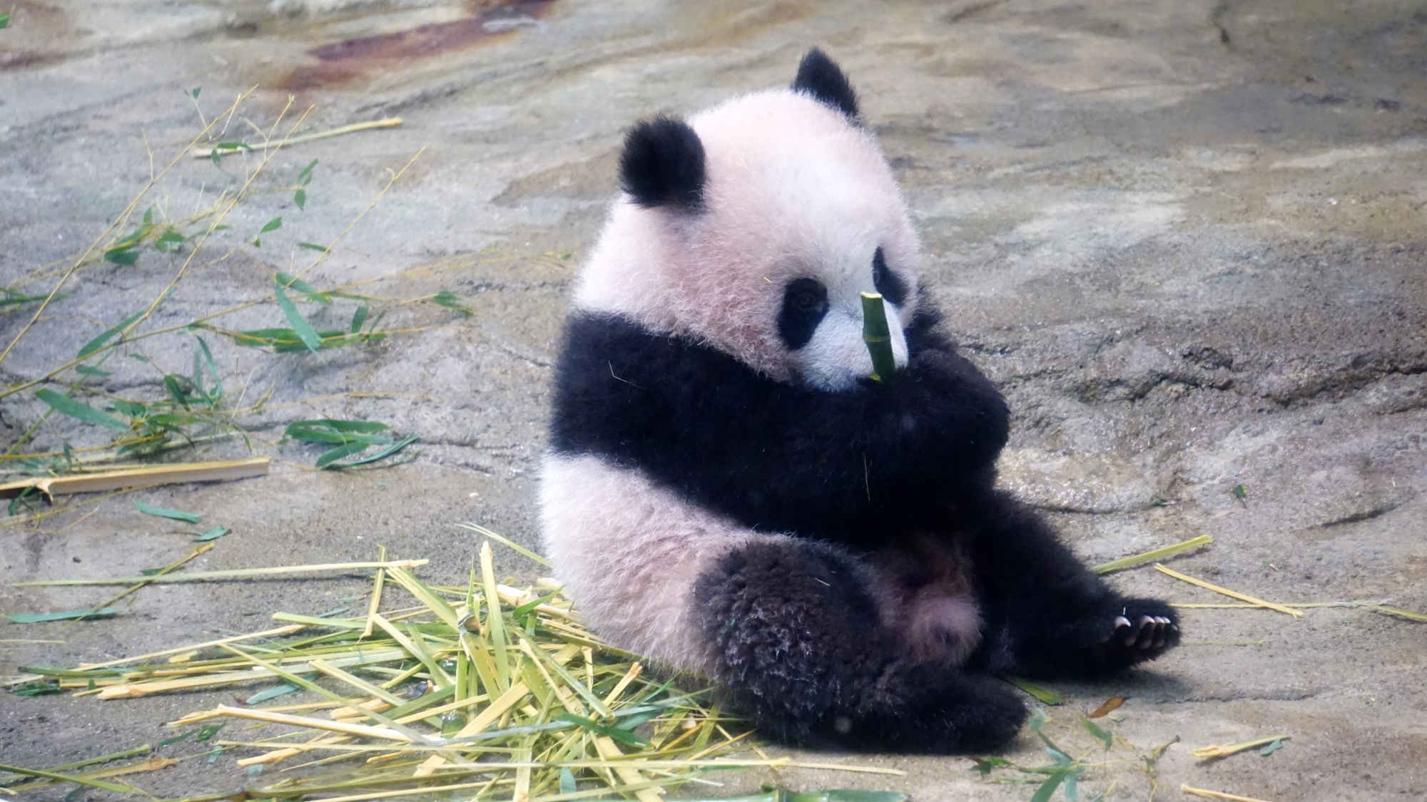 Ueno Zoo's panda cub Xiang Xiang makes her media debut | The Japan Times