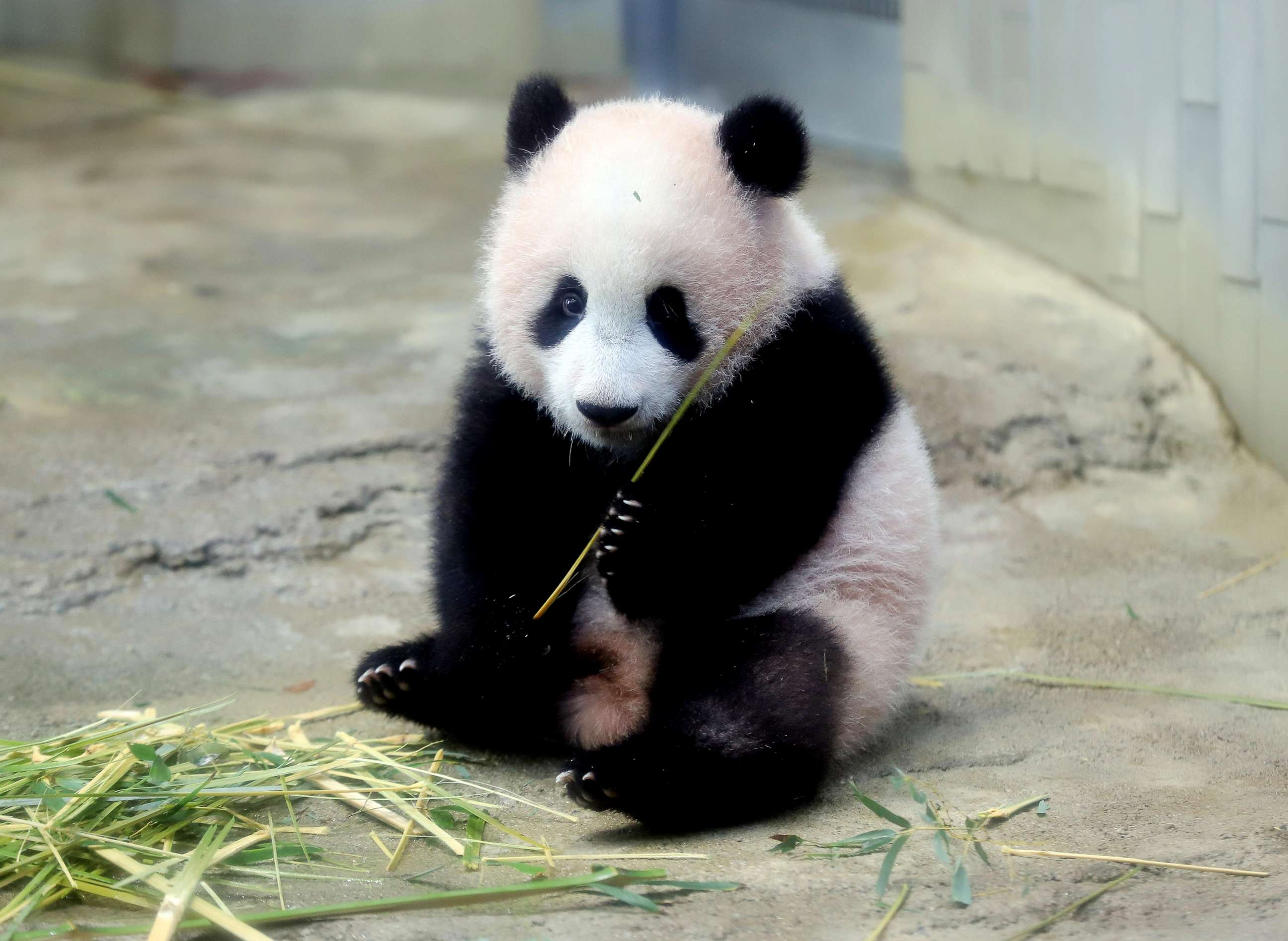 Когда вышла 1 панда. Панда сидит. Панды с малышом. Сидячая Панда.