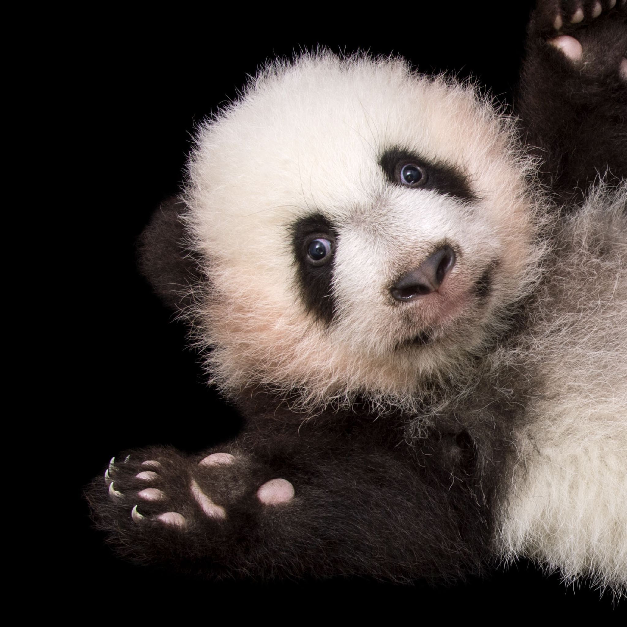 Giant Panda | National Geographic