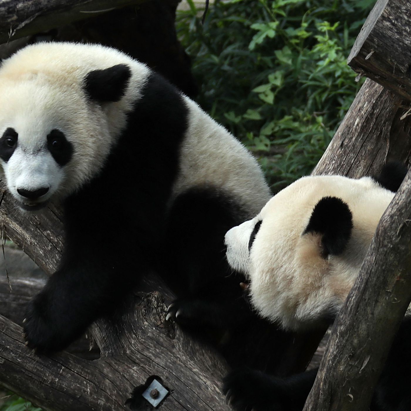 Giant pandas are no longer 'endangered,' but still 'vulnerable ...