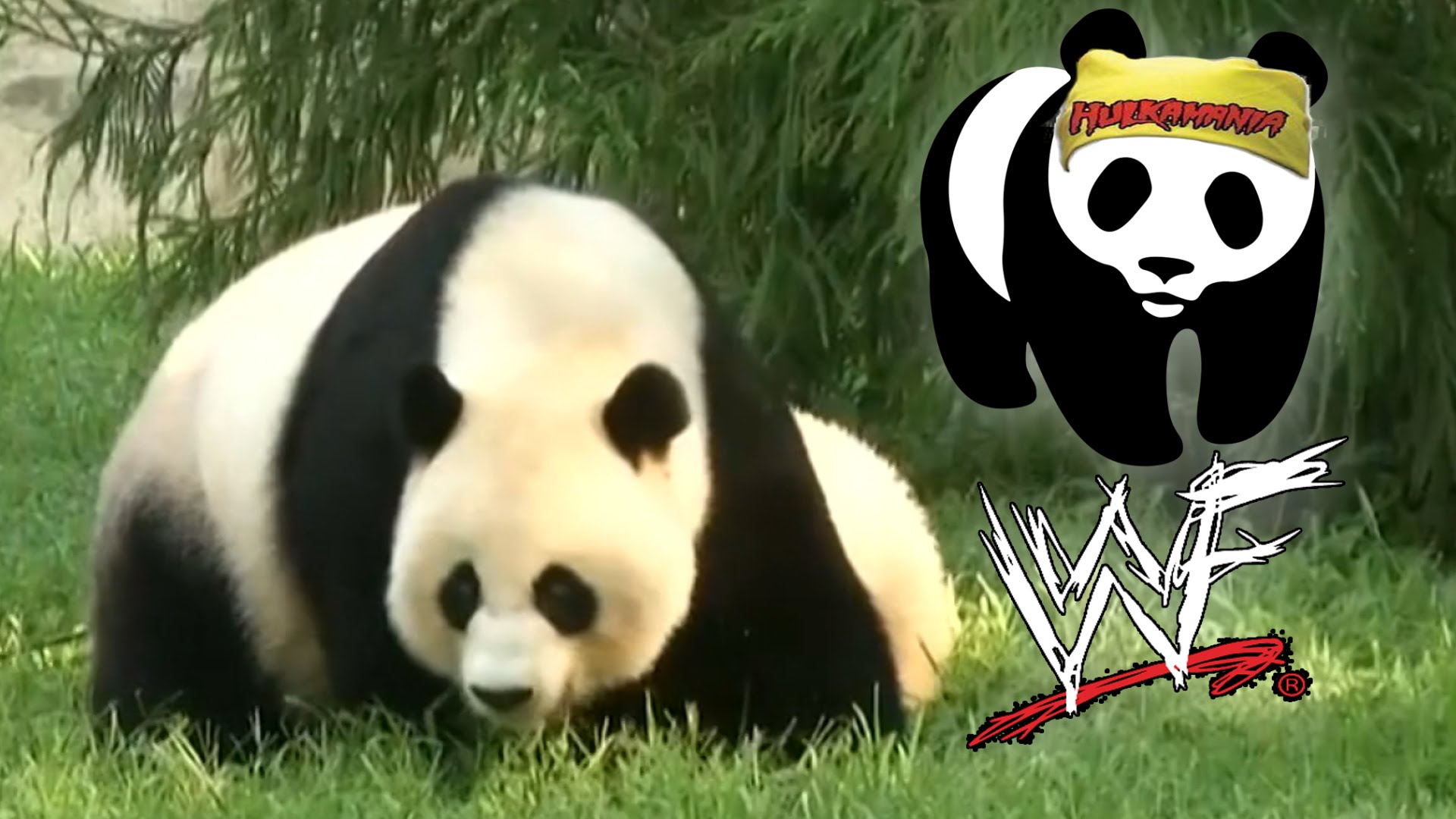 Giant Panda No-Longer Endangered! - YouTube