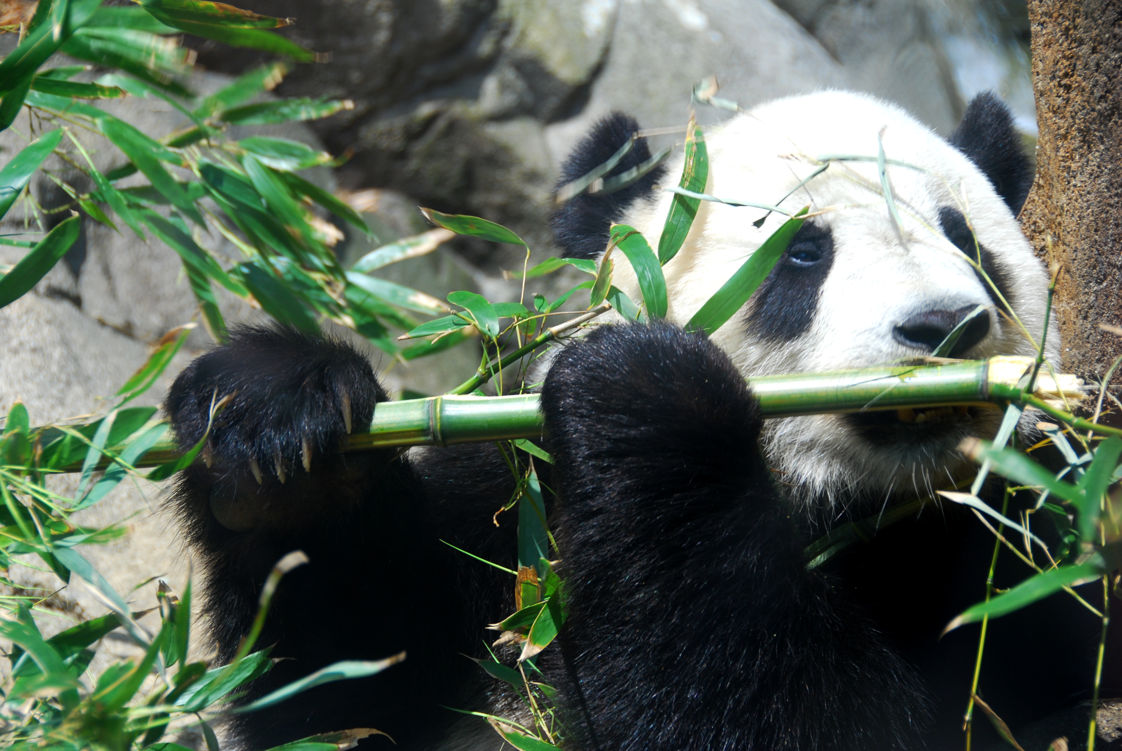 Giant Panda no longer 'endangered' thanks to conservation efforts in ...
