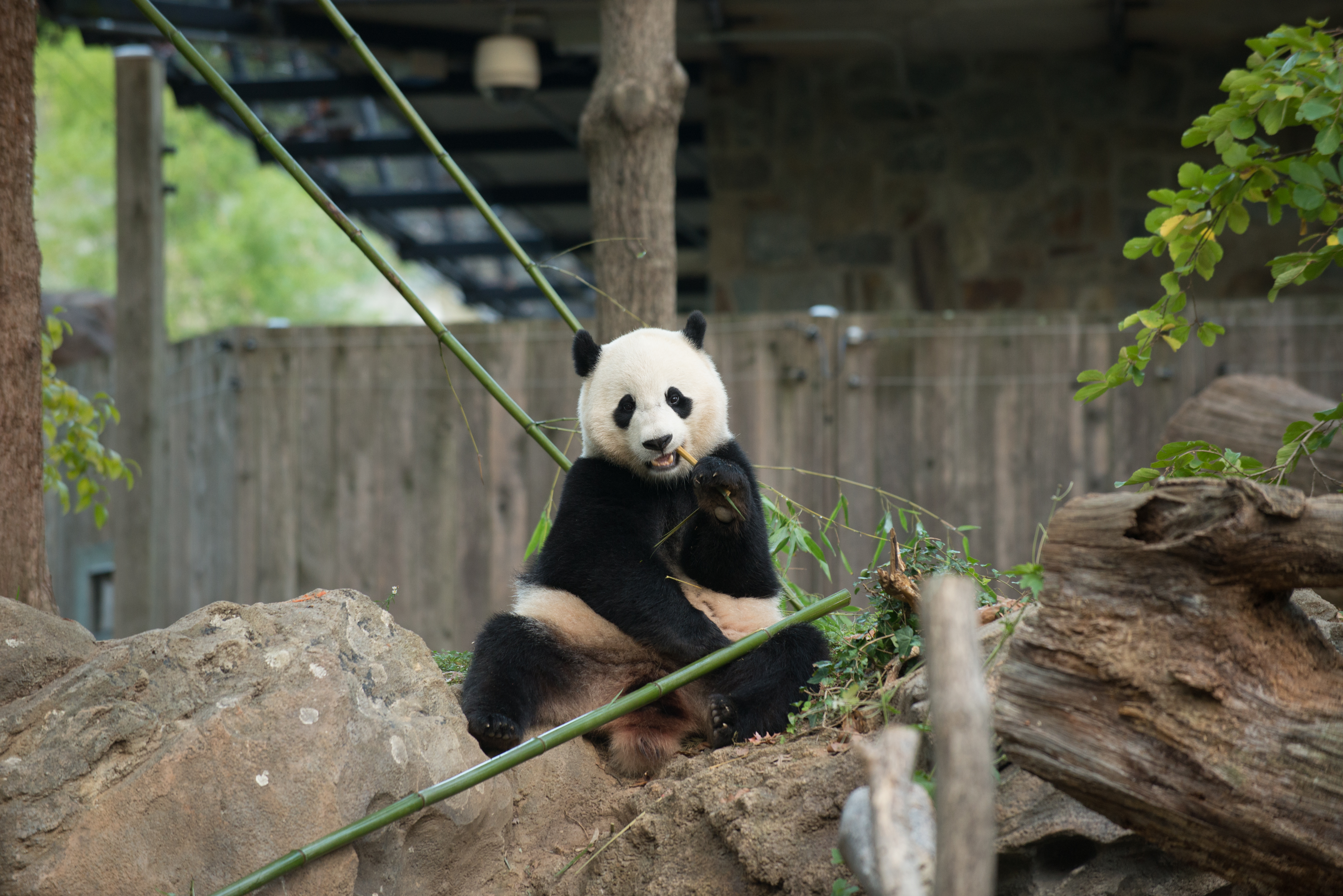 Giant Panda Bao Bao Moving to China Next Year | Smithsonian's ...