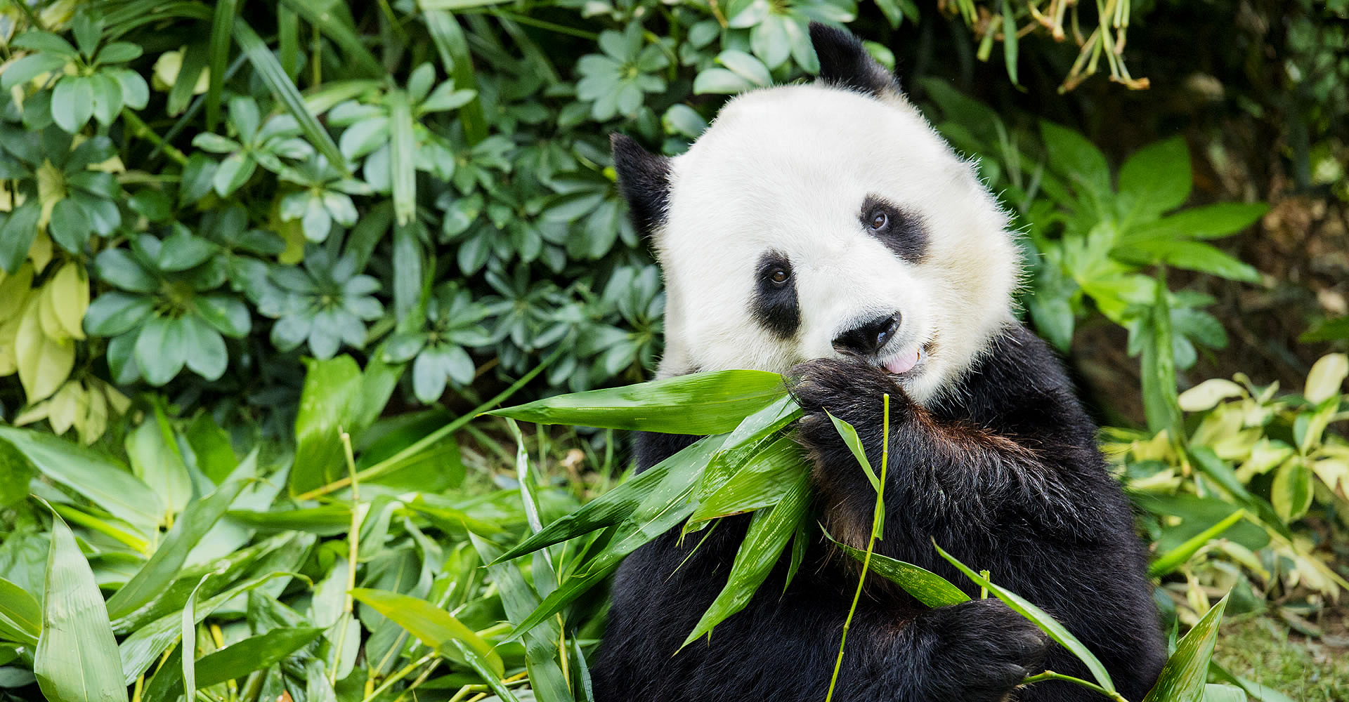 Giant Panda Adventure | Must See in Hong Kong | Ocean Park Hong Kong