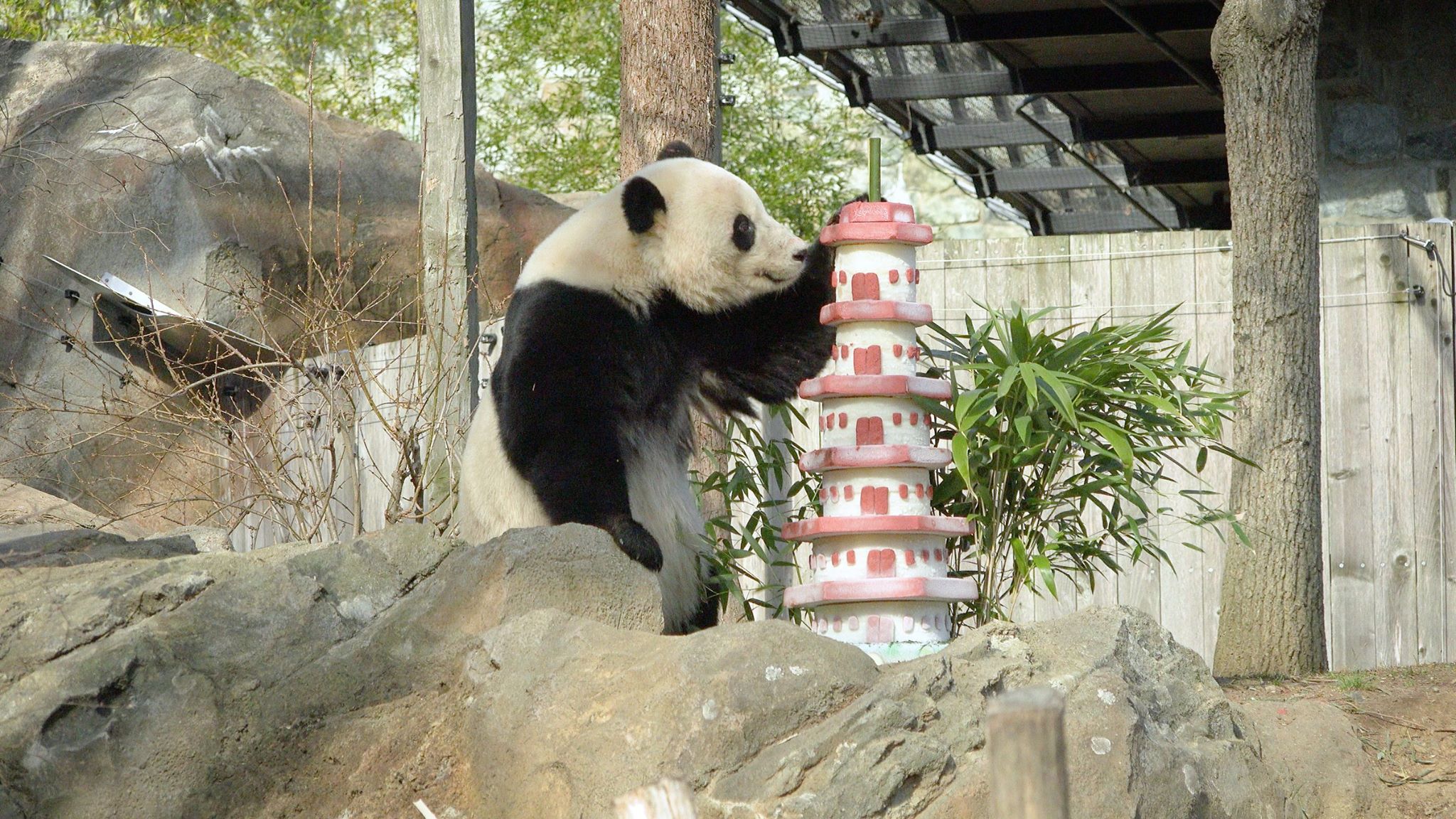 National Zoo Giant Panda Bao Bao Begins Her New Life In China Kids ...