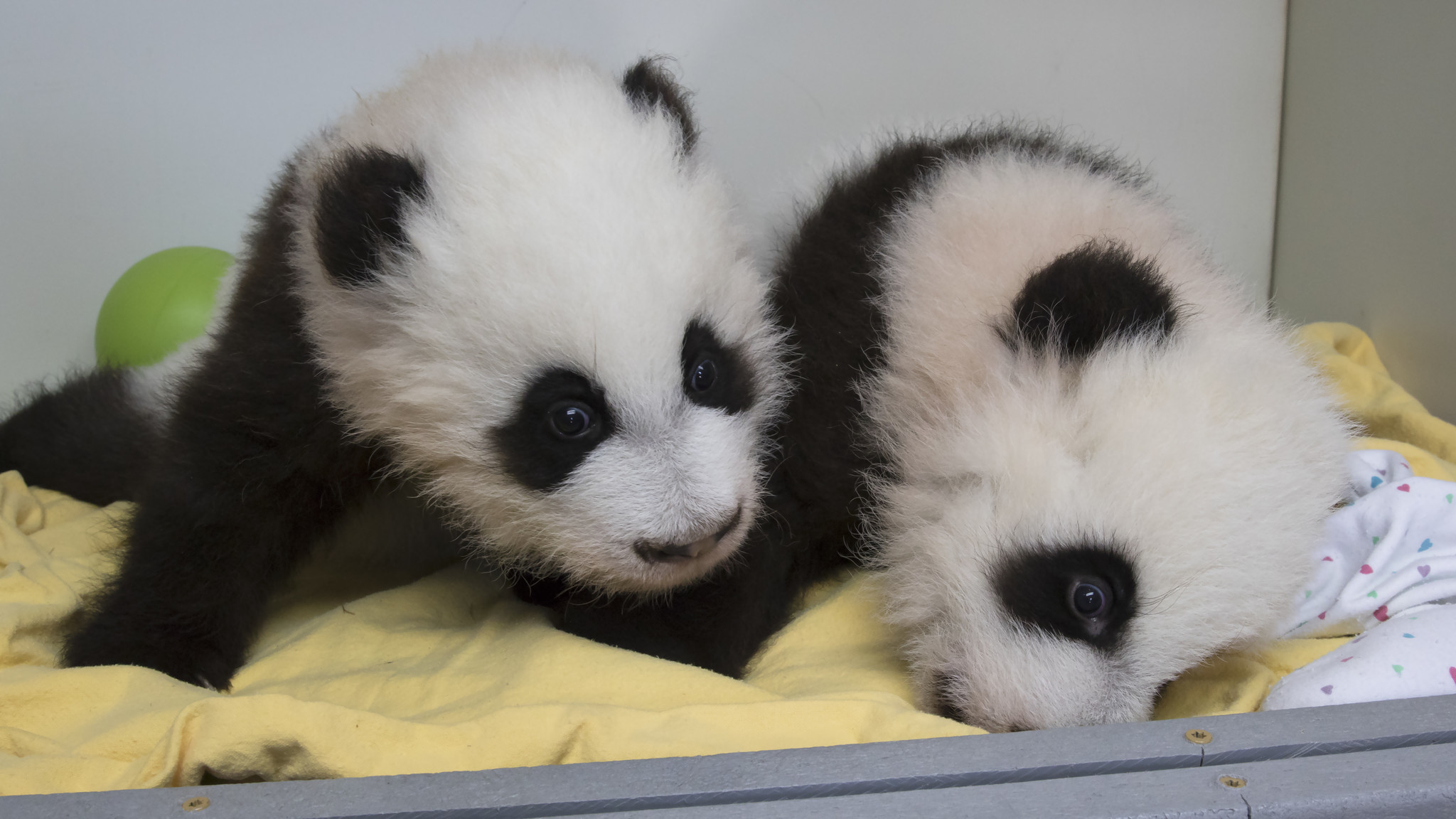Giant panda cubs in Atlanta zoo have names - Chicago Tribune