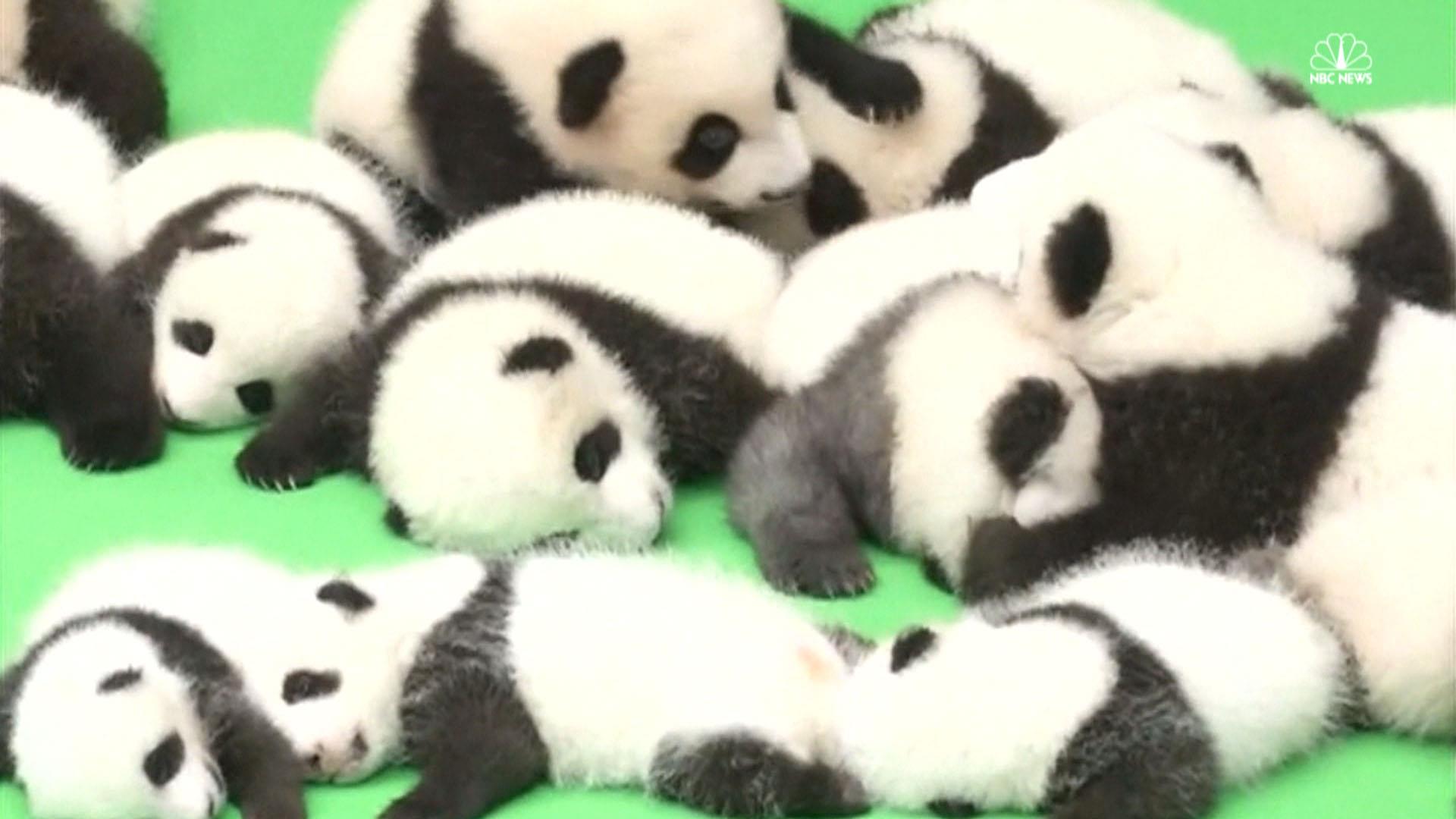 23 Cute Giant Panda Cubs Make Mass Public Debut - NBC News