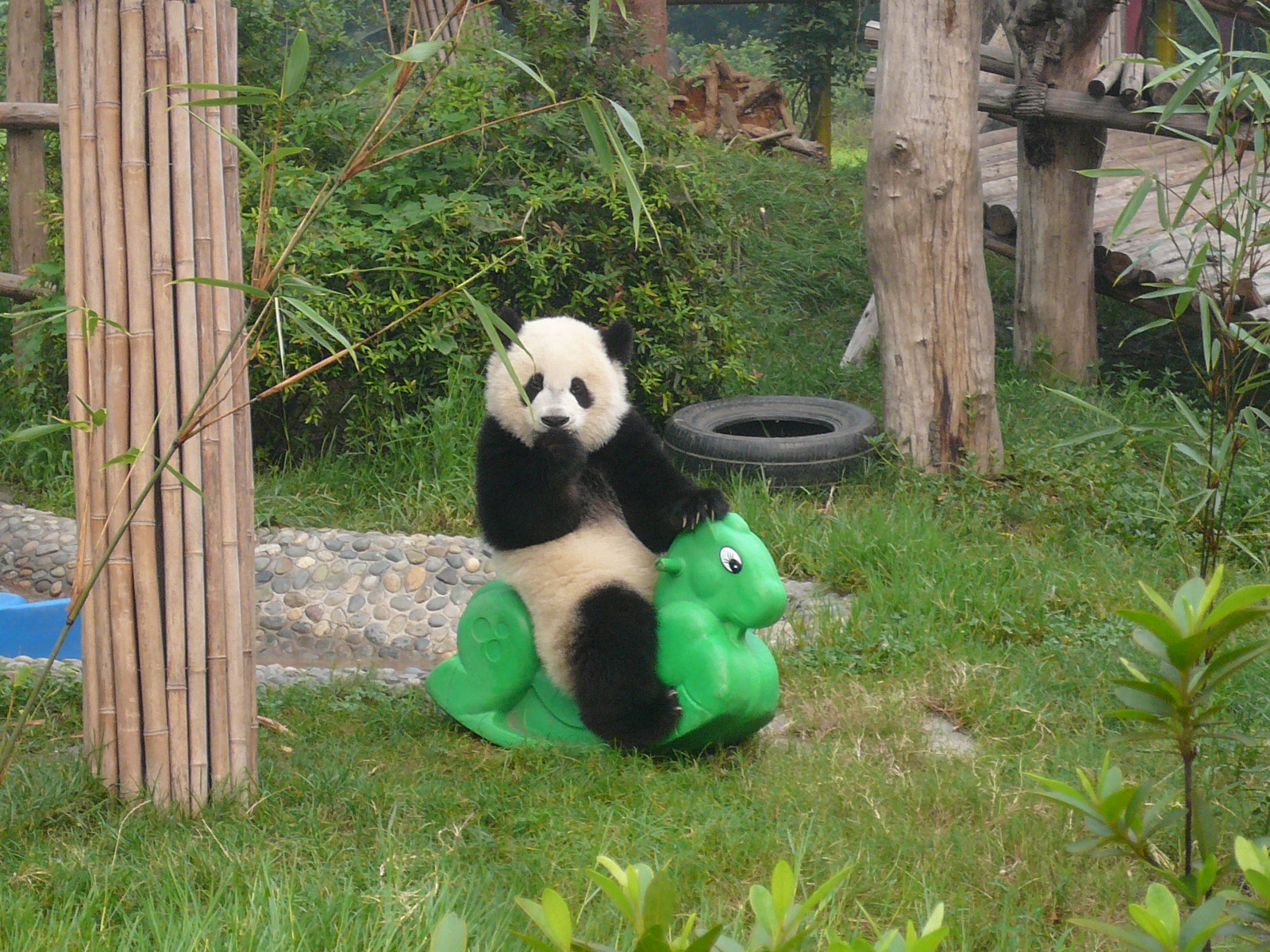 Imagenes de Pandas + Sabias que los Pandas tienen 6 Dedos | Panda ...