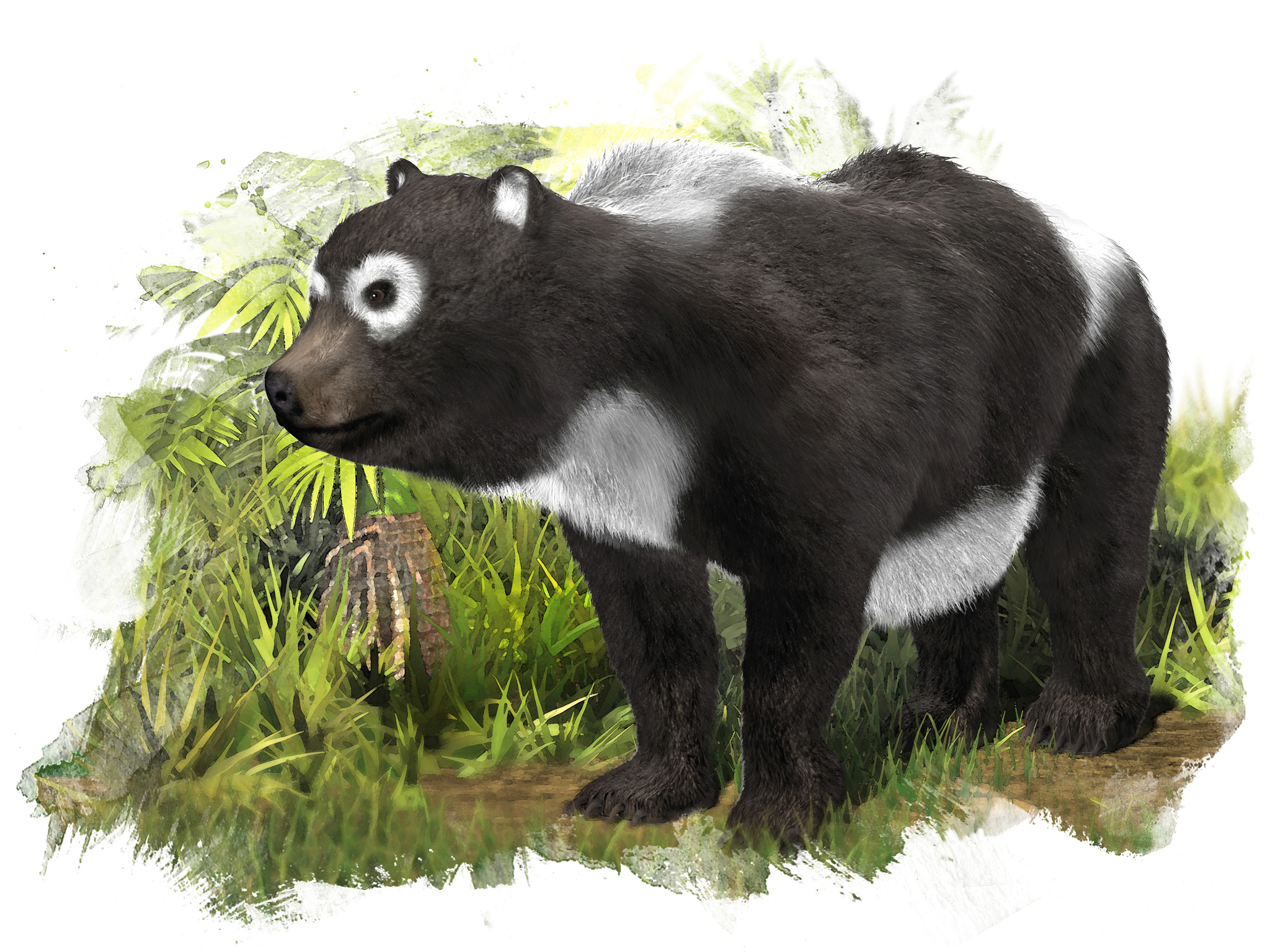 Oldest Giant Panda Relative Found in Spain