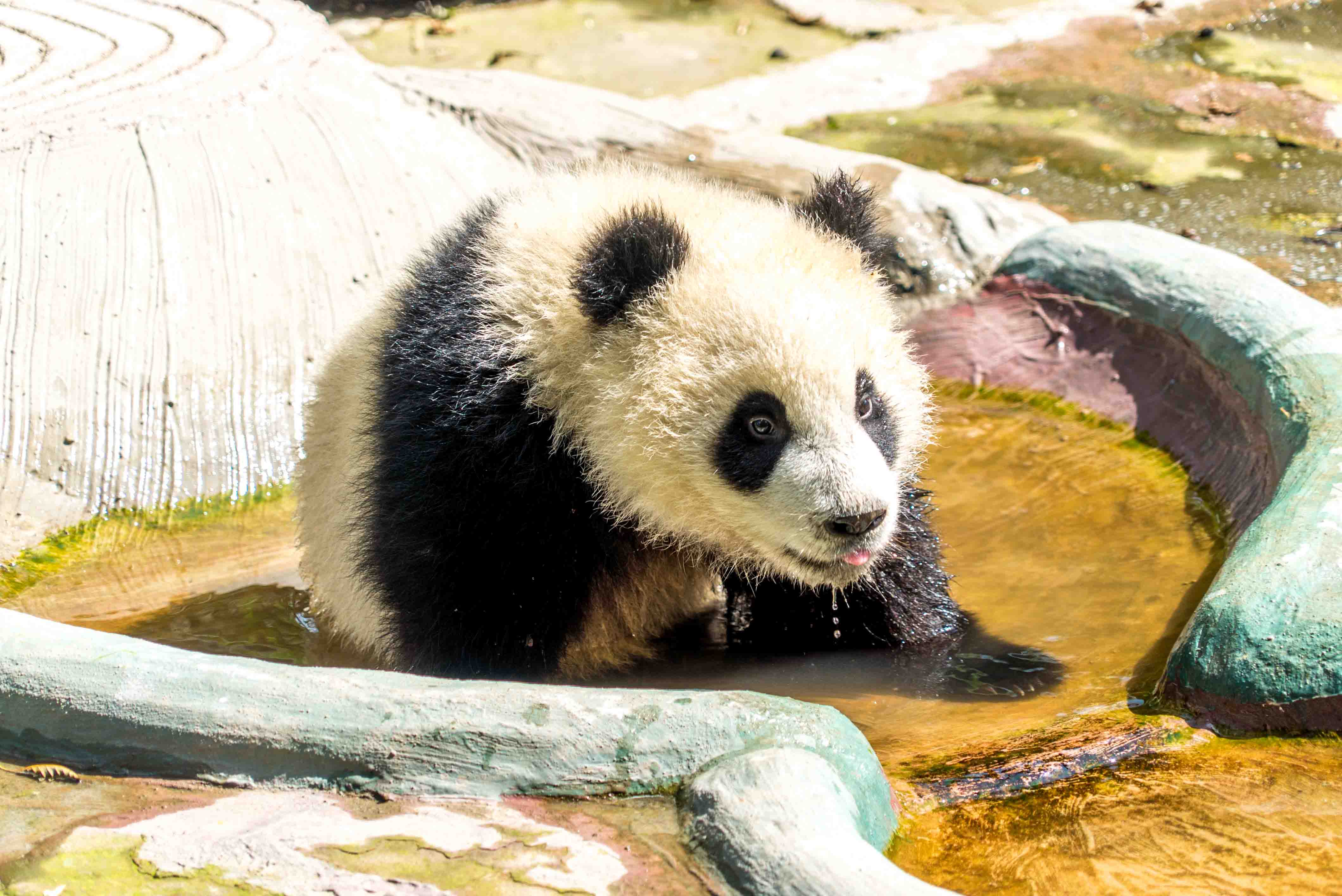 VOLUNTEERING WITH GIANT PANDAS IN CHINA | Flying The Nest