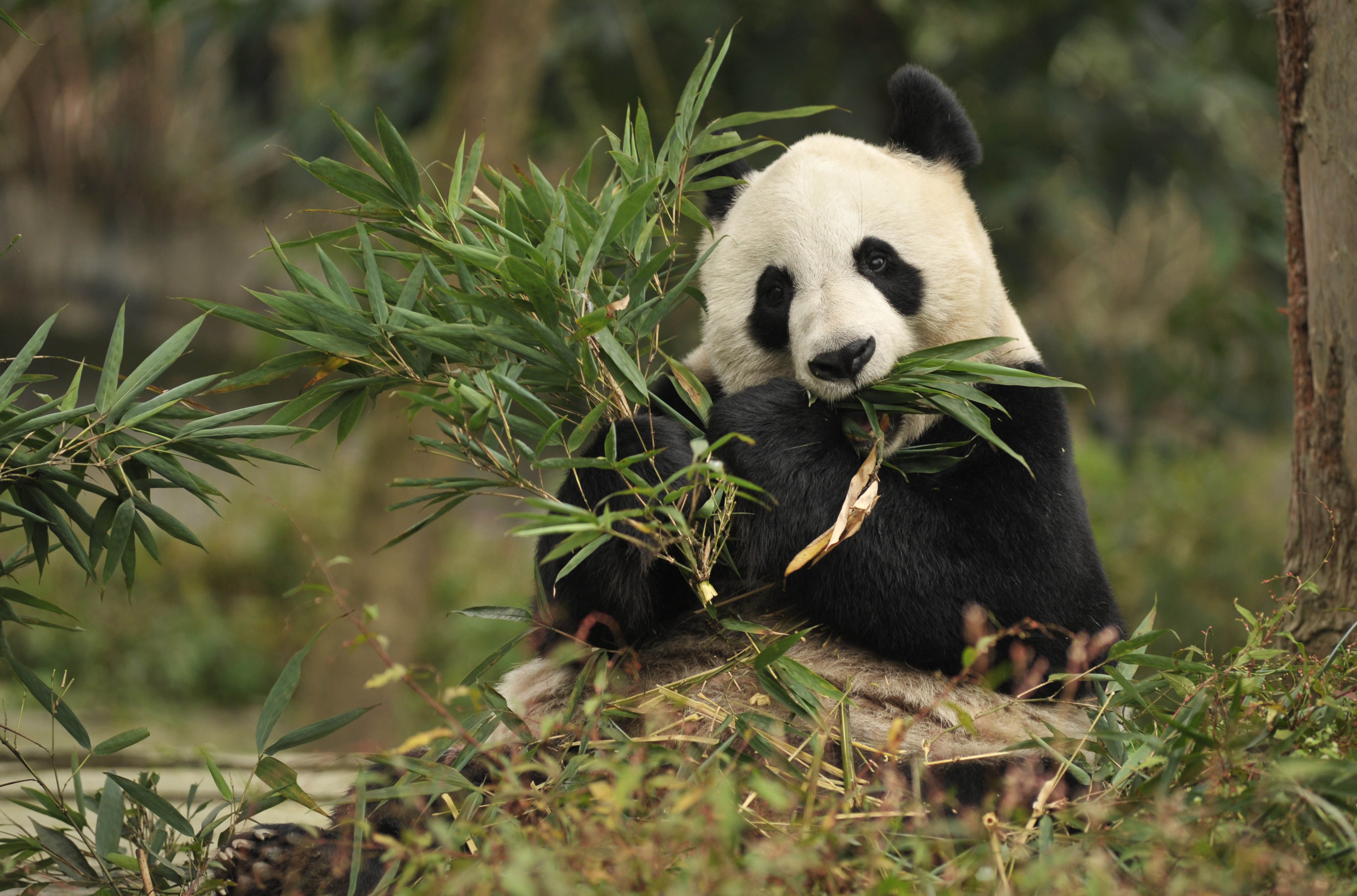 Go Chengdu - Your Guide to Chengdu, City of the Giant Panda