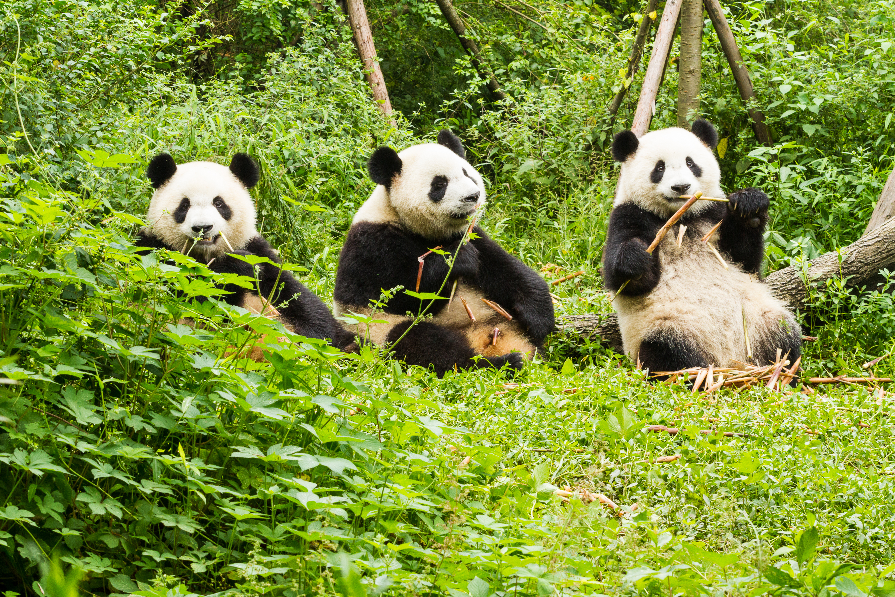 Good News, Bad News: Giant Panda Removed from 'Endangered' List as ...