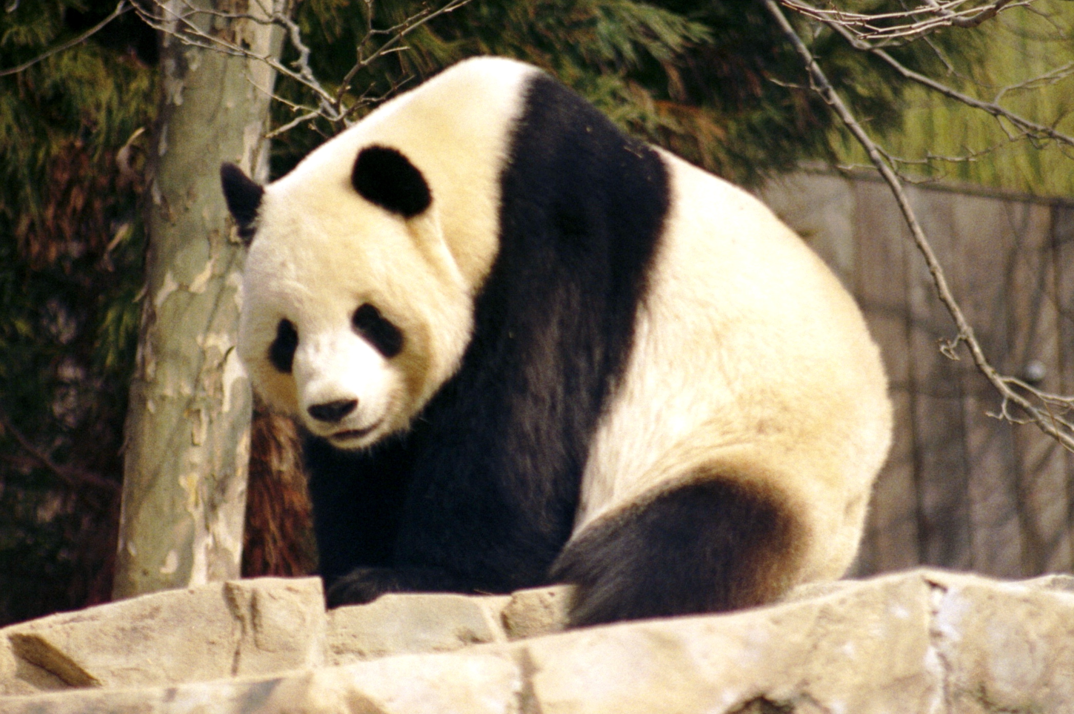 Threatened by a hug – endangered giant panda bites man | Nature's ...