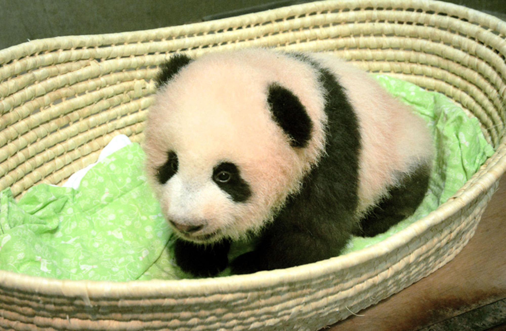 Giant panda cub born at Ueno zoo named Xiang Xiang | The Japan Times