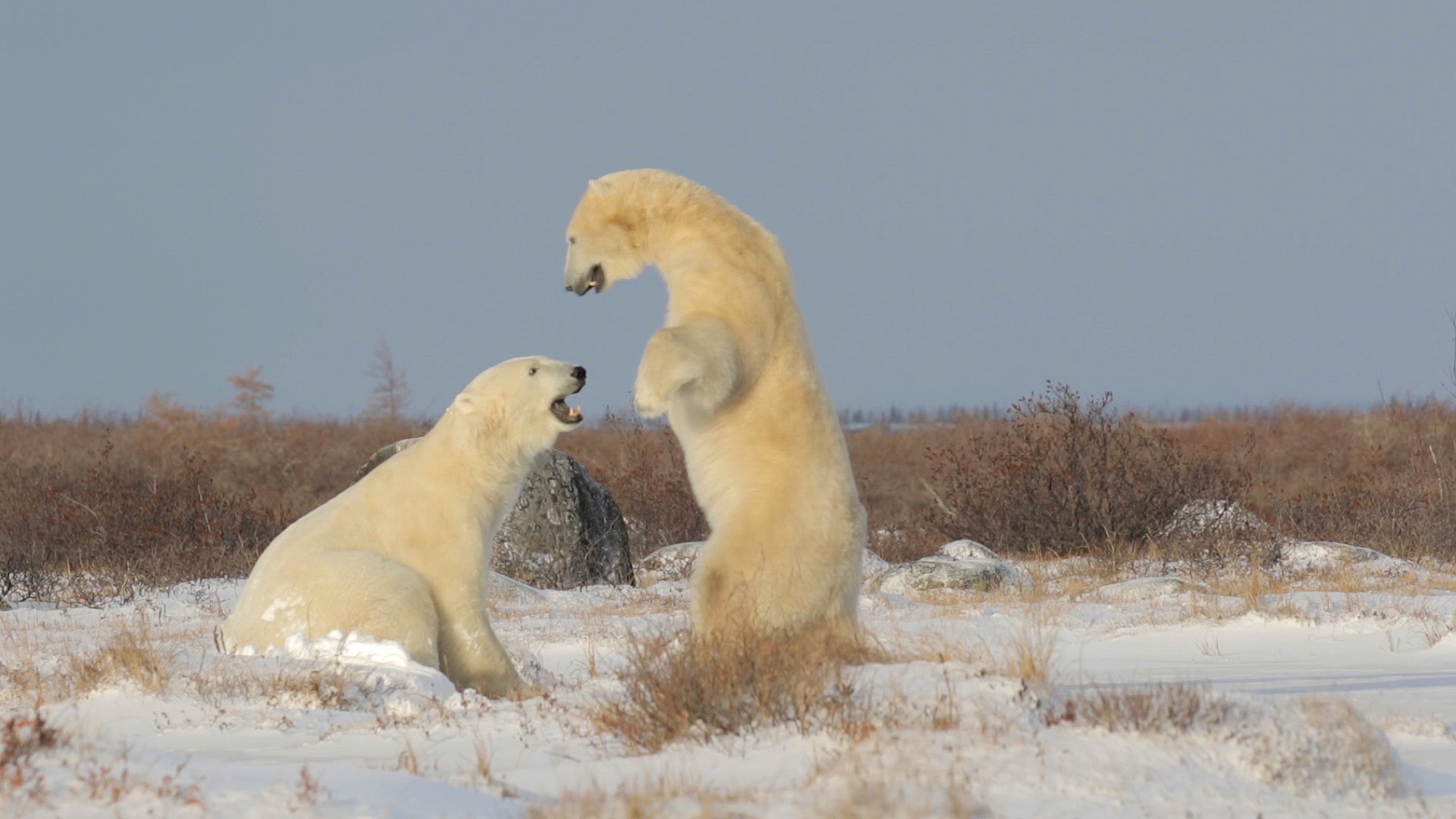 Giant Polar Bears wrestling דובי קוטב ענקיים בהאבקות - YouTube