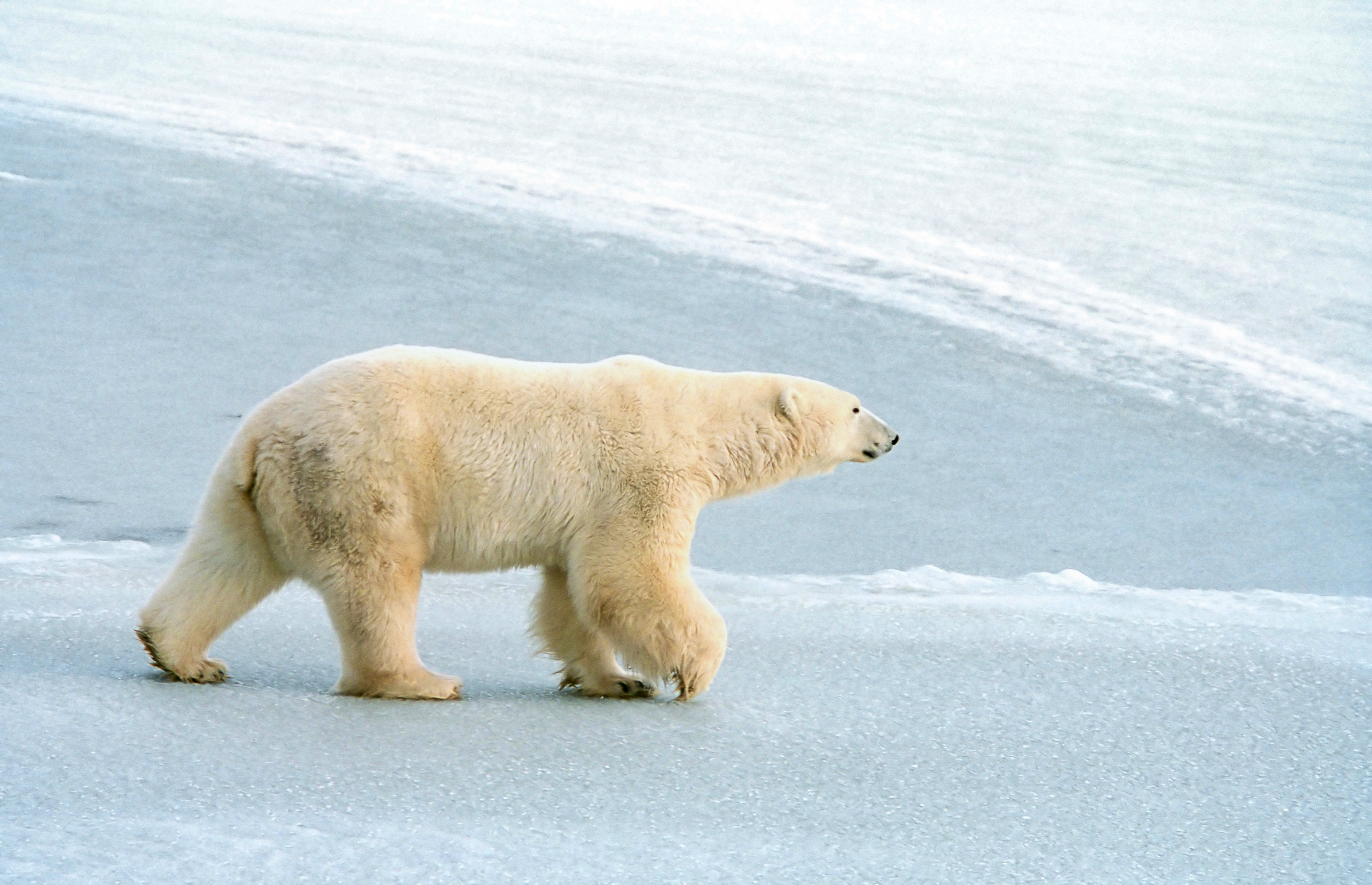 Polar Bear Archives - Parks Blog