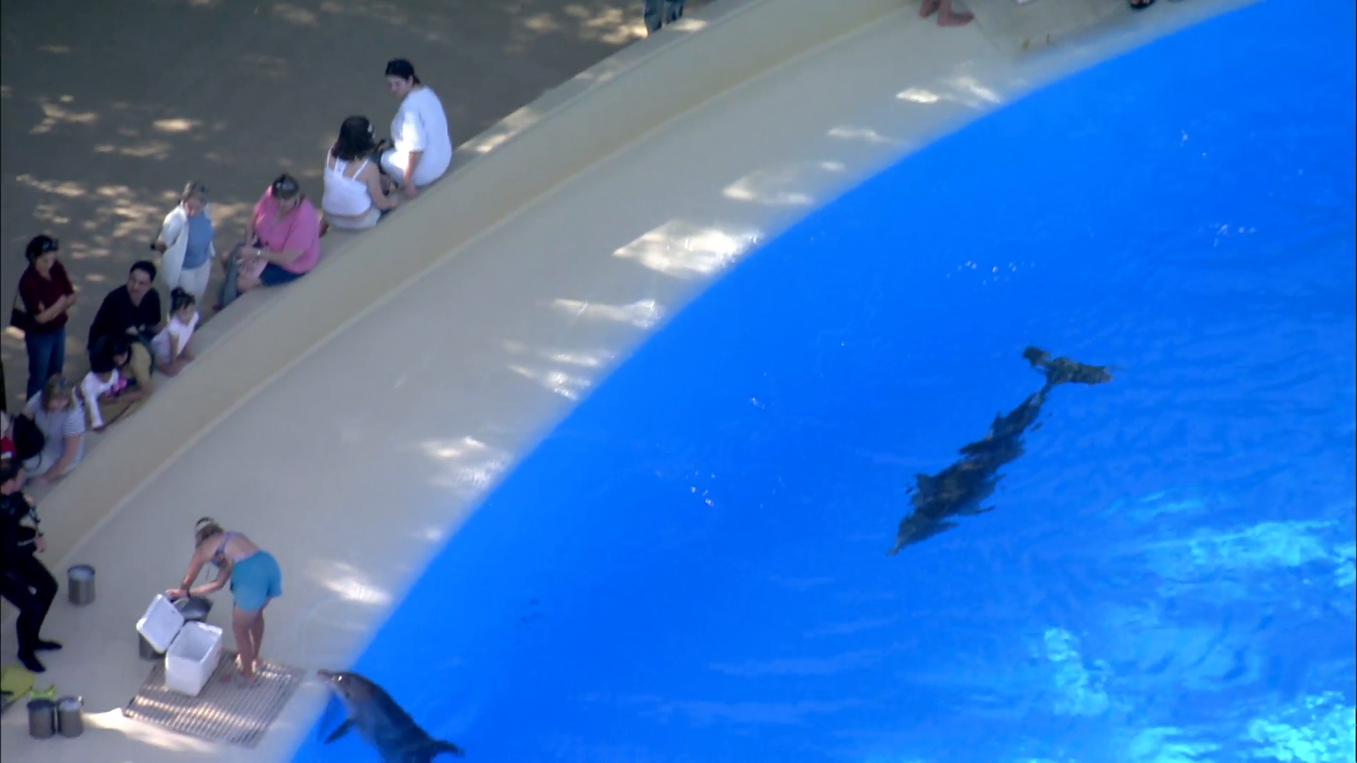 Dolphin Show Swimming Pool Stock Video Footage - VideoBlocks