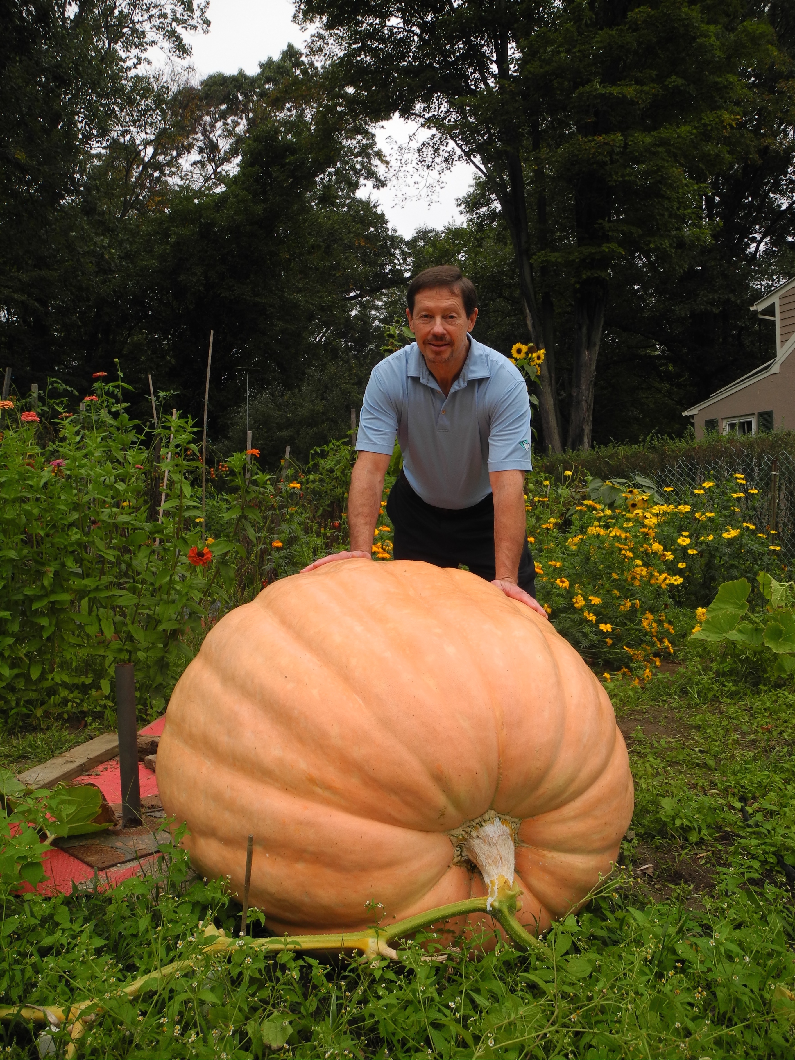 Giant pumpkins weigh in Sunday