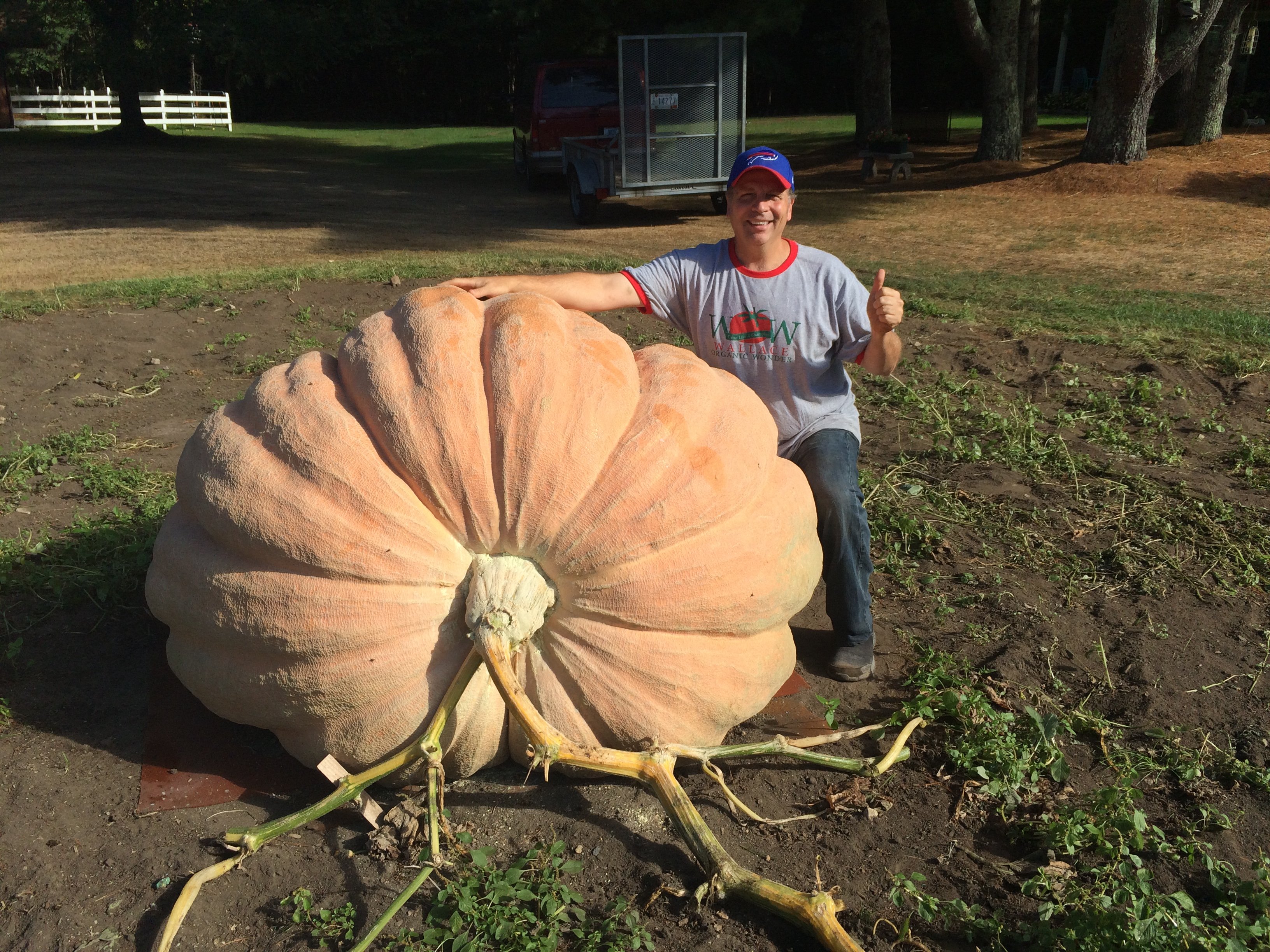 Giant Pumpkin Seed 1733 Wallace 2017 Wallace Organic Wonder