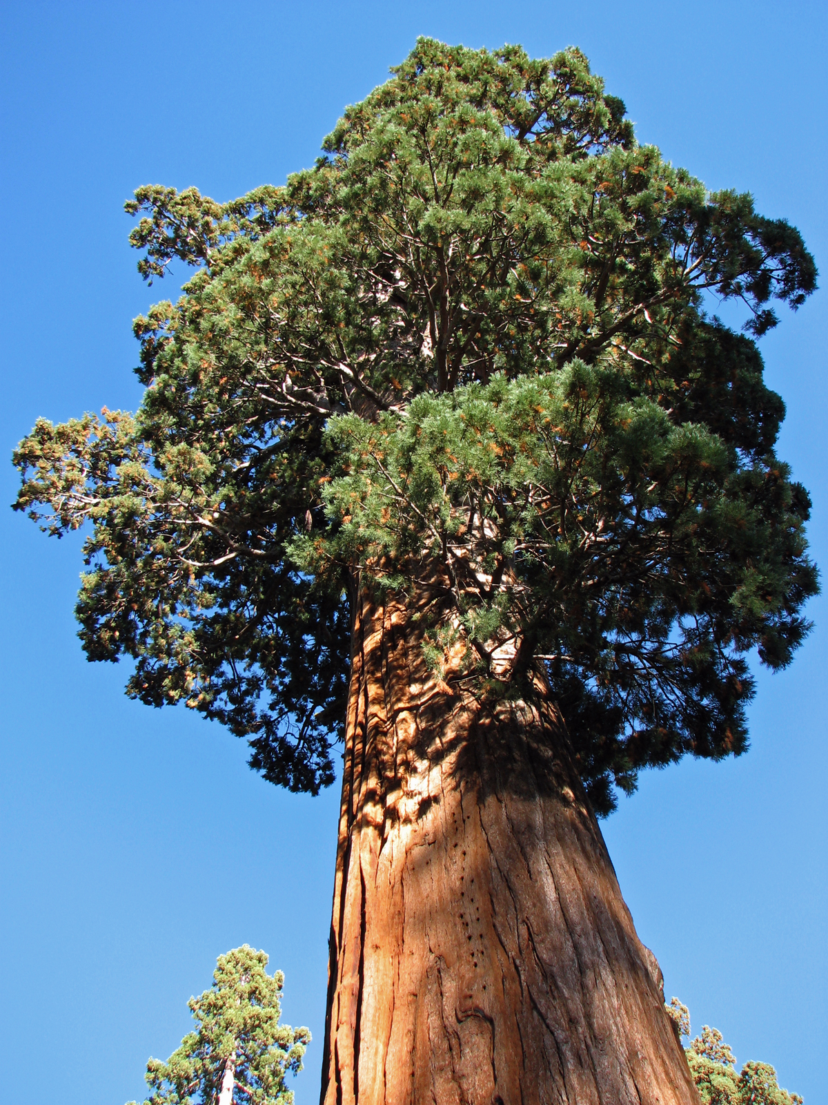 Giant redwood in sequoia national park photo