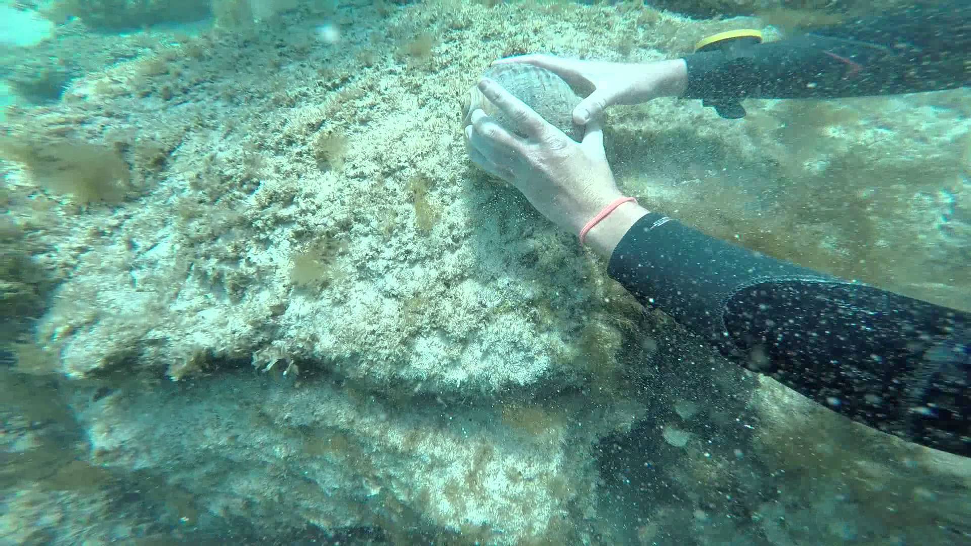 Giant Sea Snail, Mediterranean - YouTube