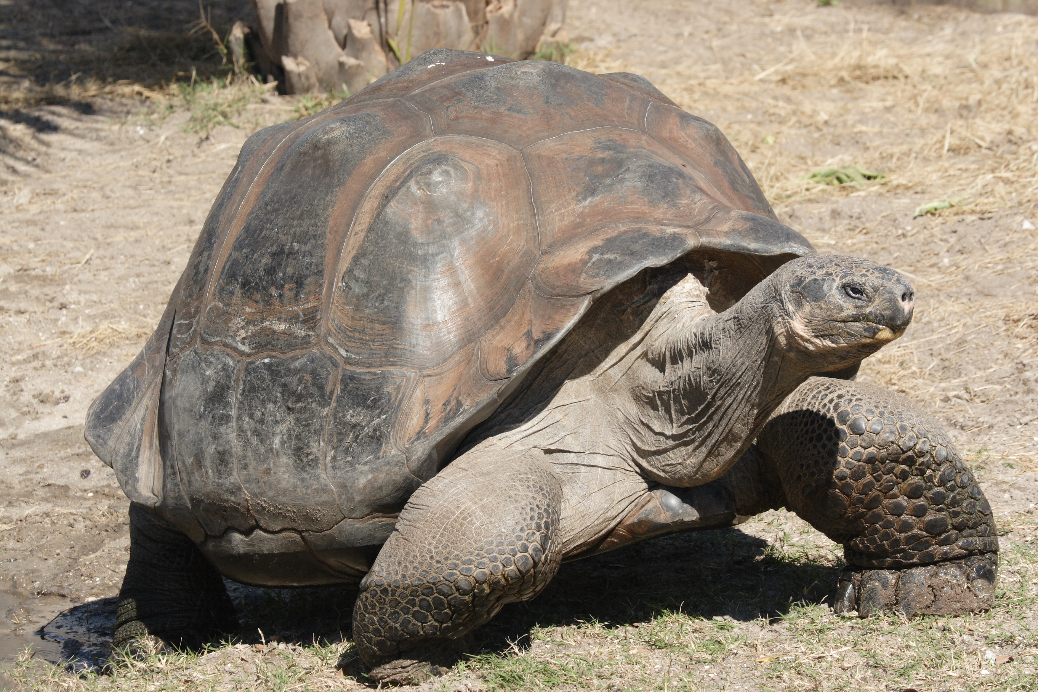 Giant tortoise photo