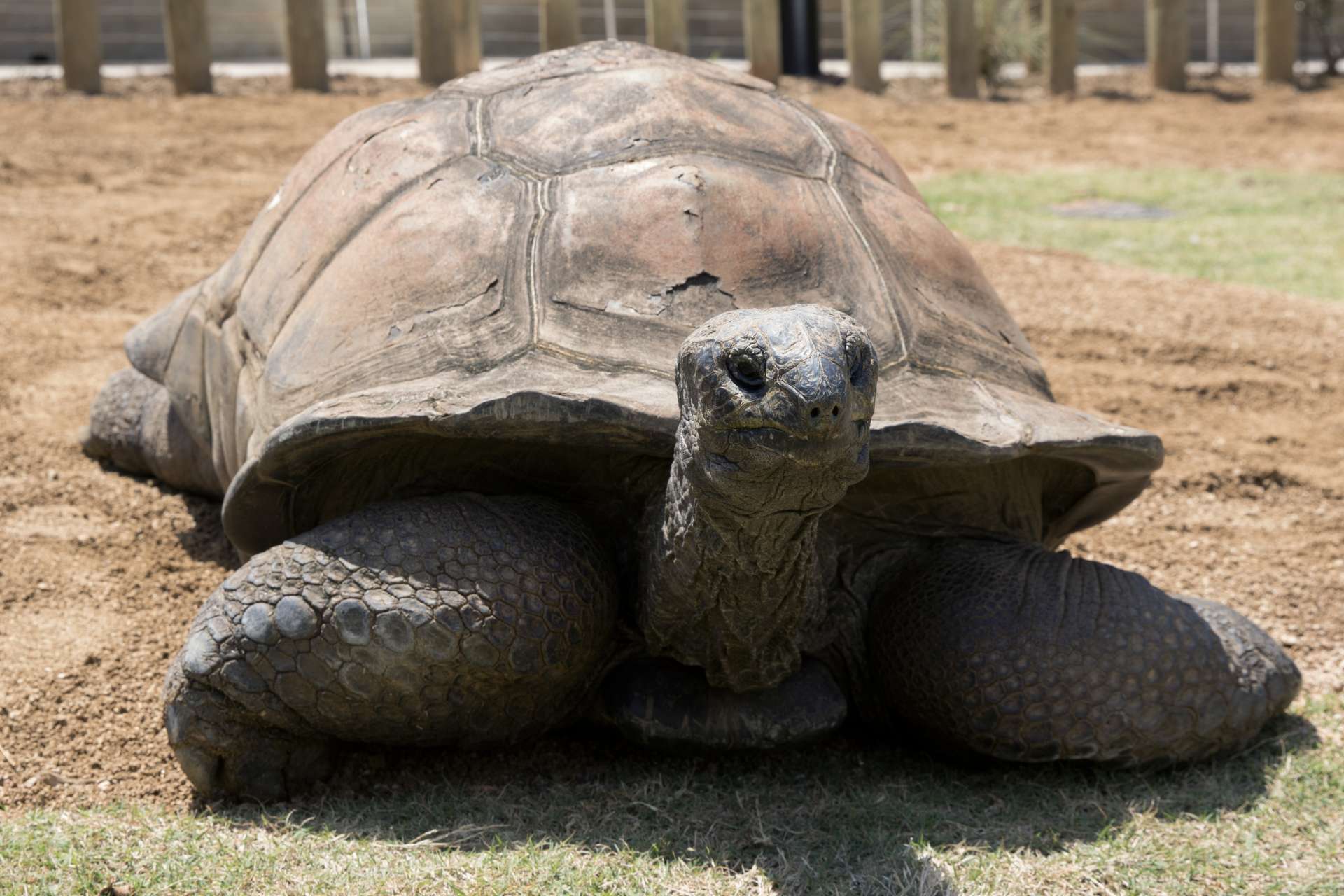 Aldabra Giant Tortoise - Zoo Atlanta