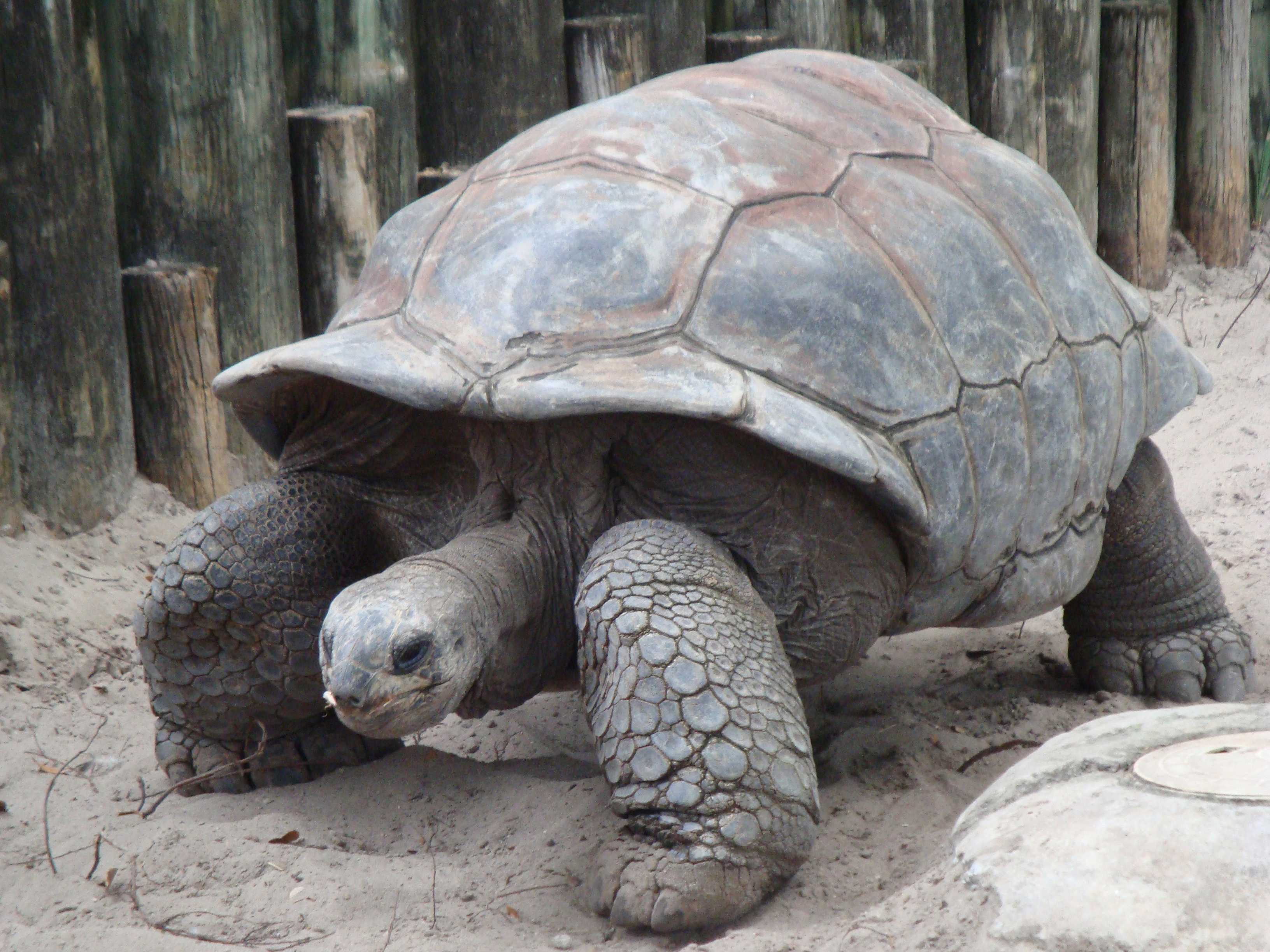 File:A. gigantea Aldabra Giant Tortoise.jpg - Wikimedia Commons