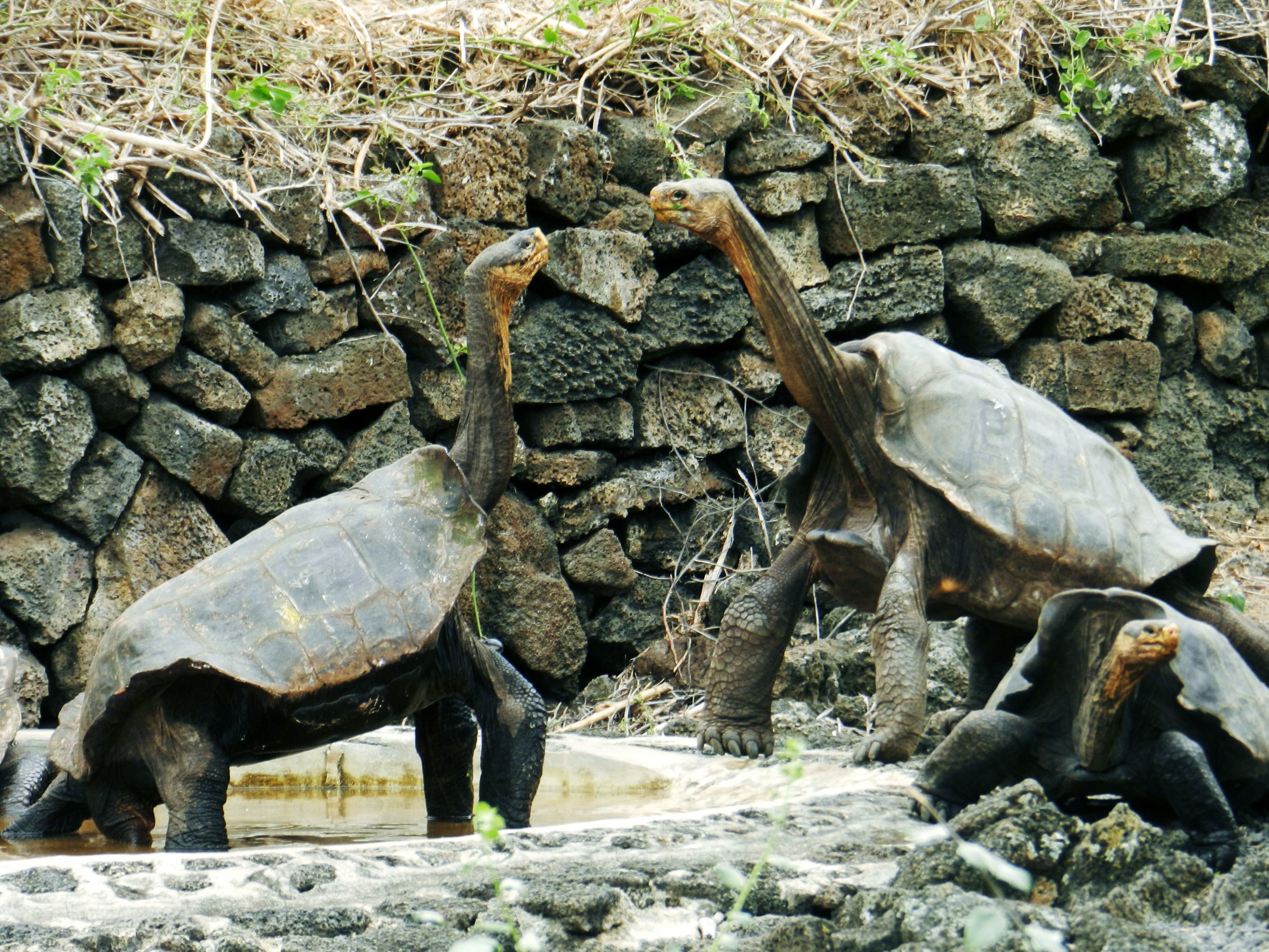 Resurrecting a Long-Lost Galapagos Giant Tortoise | WIRED