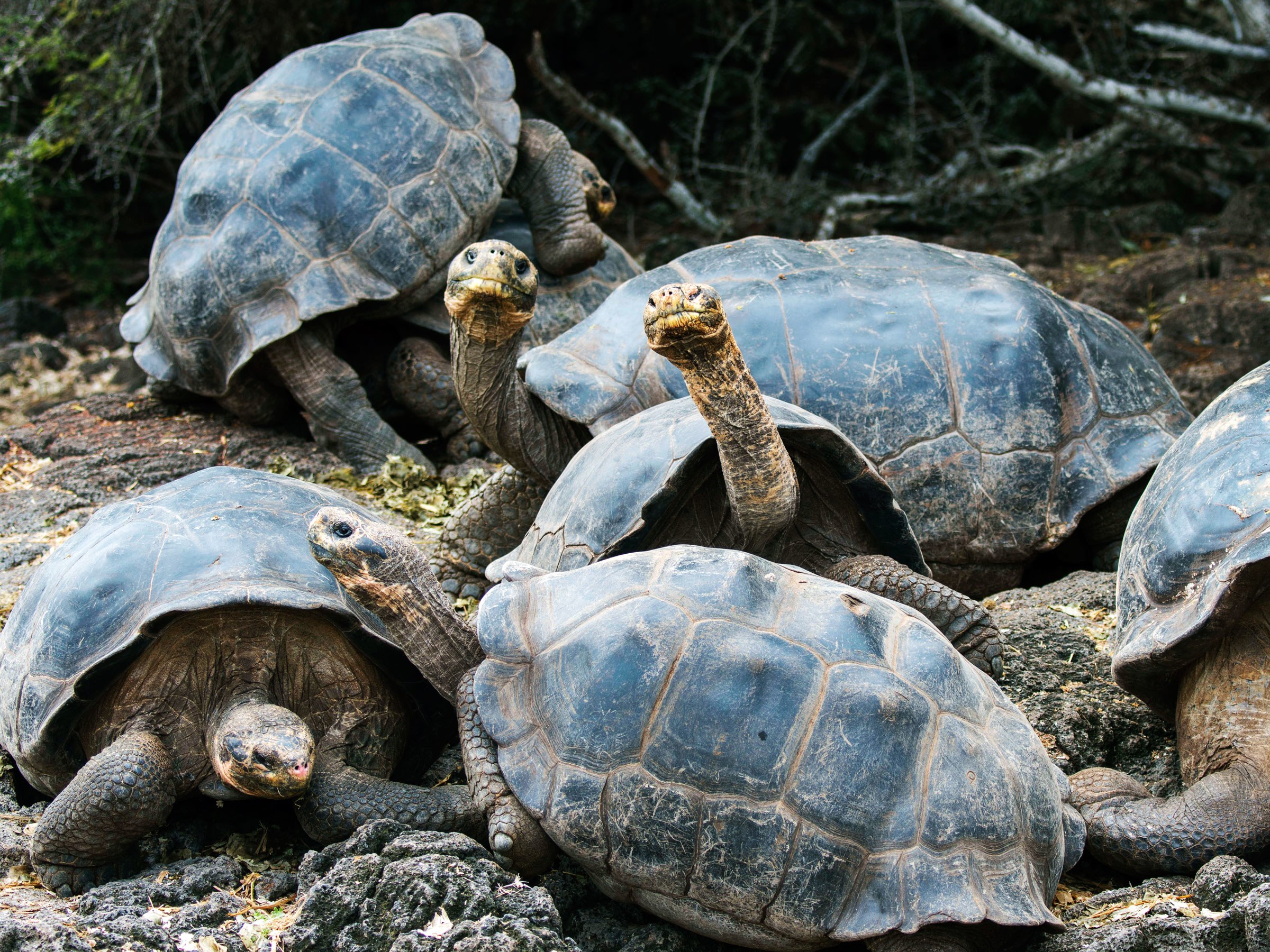 Resurrecting a Long-Lost Galapagos Giant Tortoise | WIRED