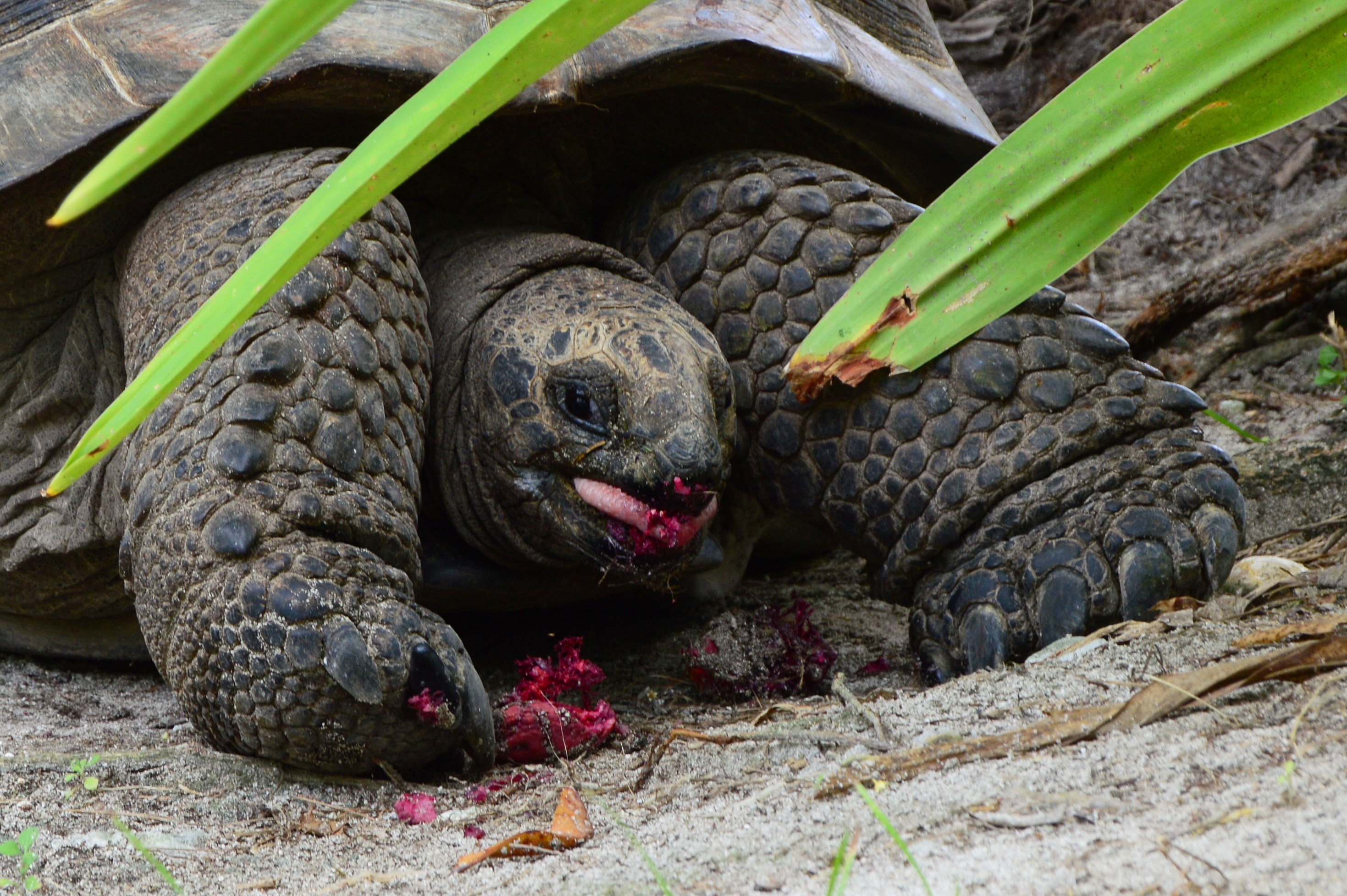Aldabra giant tortoises on D'Arros | SOSF D'Arros Research Centre